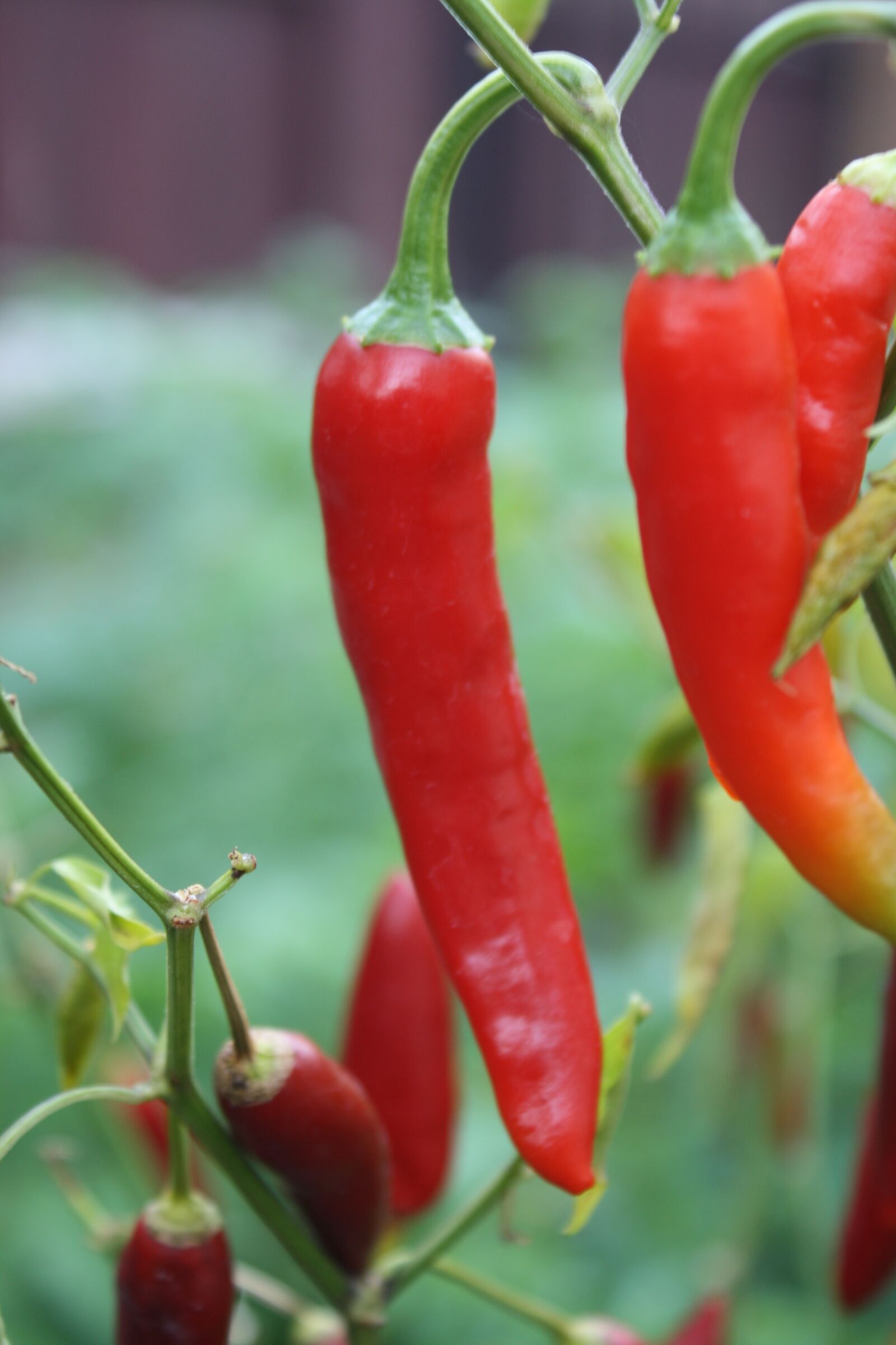 Canon EOS 1000D (EOS Digital Rebel XS / EOS Kiss F) sample photo. Red chilli, plant, garden photography