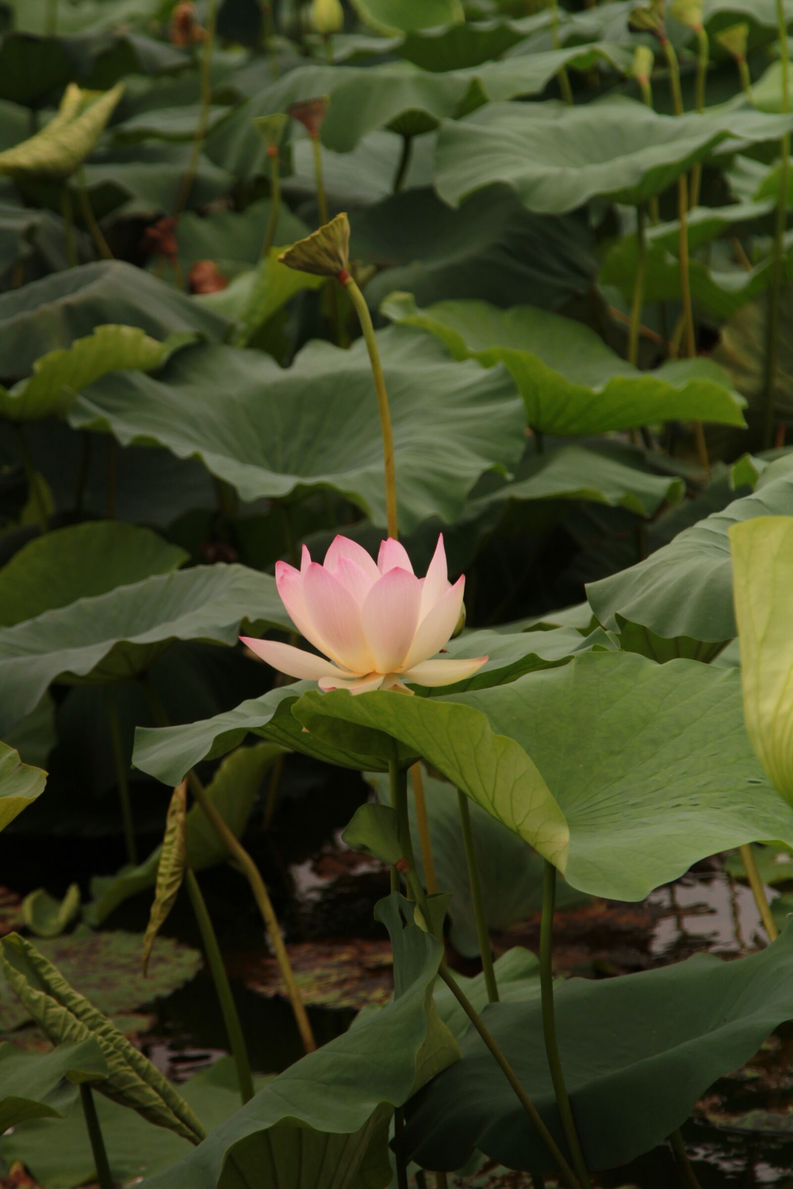 Canon EOS 7D + Canon EF 24-105mm F4L IS USM sample photo. Lotus, green leaf, hawthorn photography