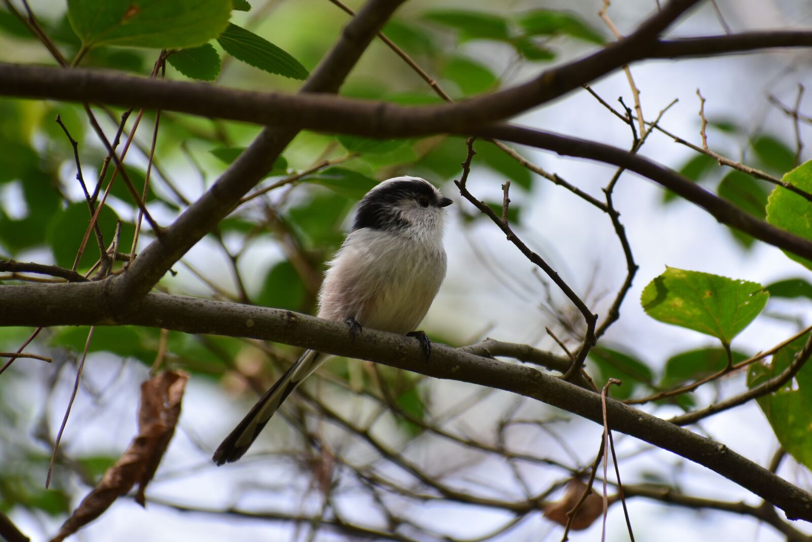 Nikon D7200 sample photo. Animal, forest, trees and photography