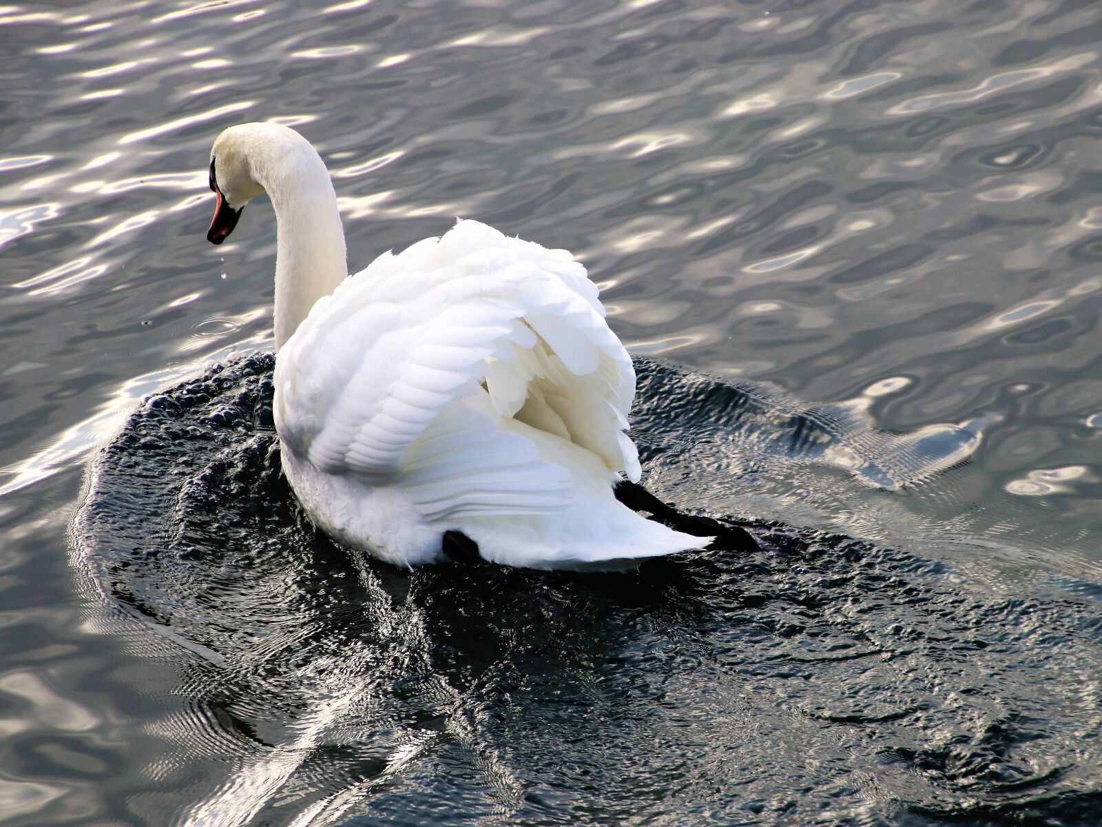 Canon EOS 80D sample photo. Lake, birds, nature photography