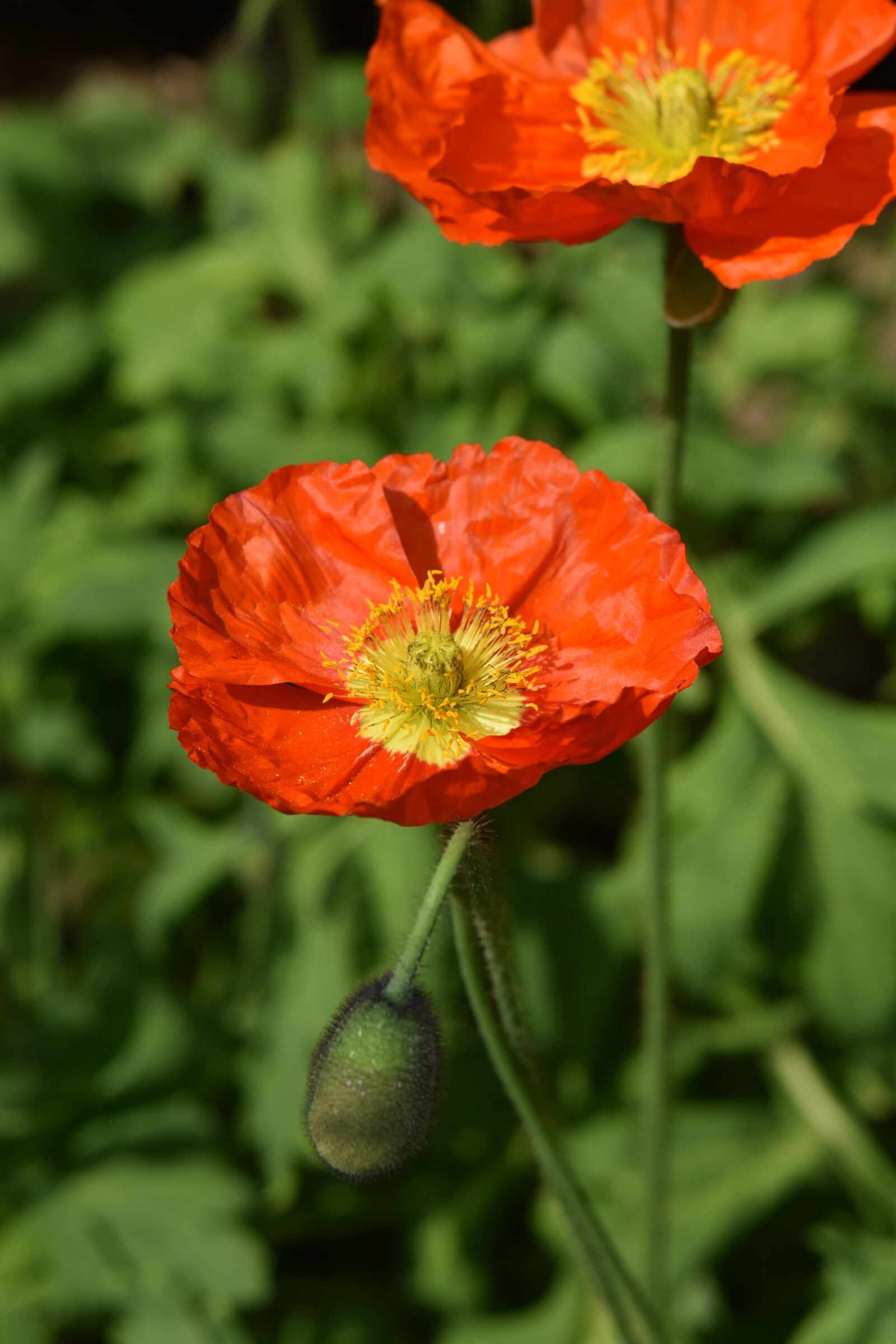Nikon D5600 sample photo. Flower, poppy flowers, button photography
