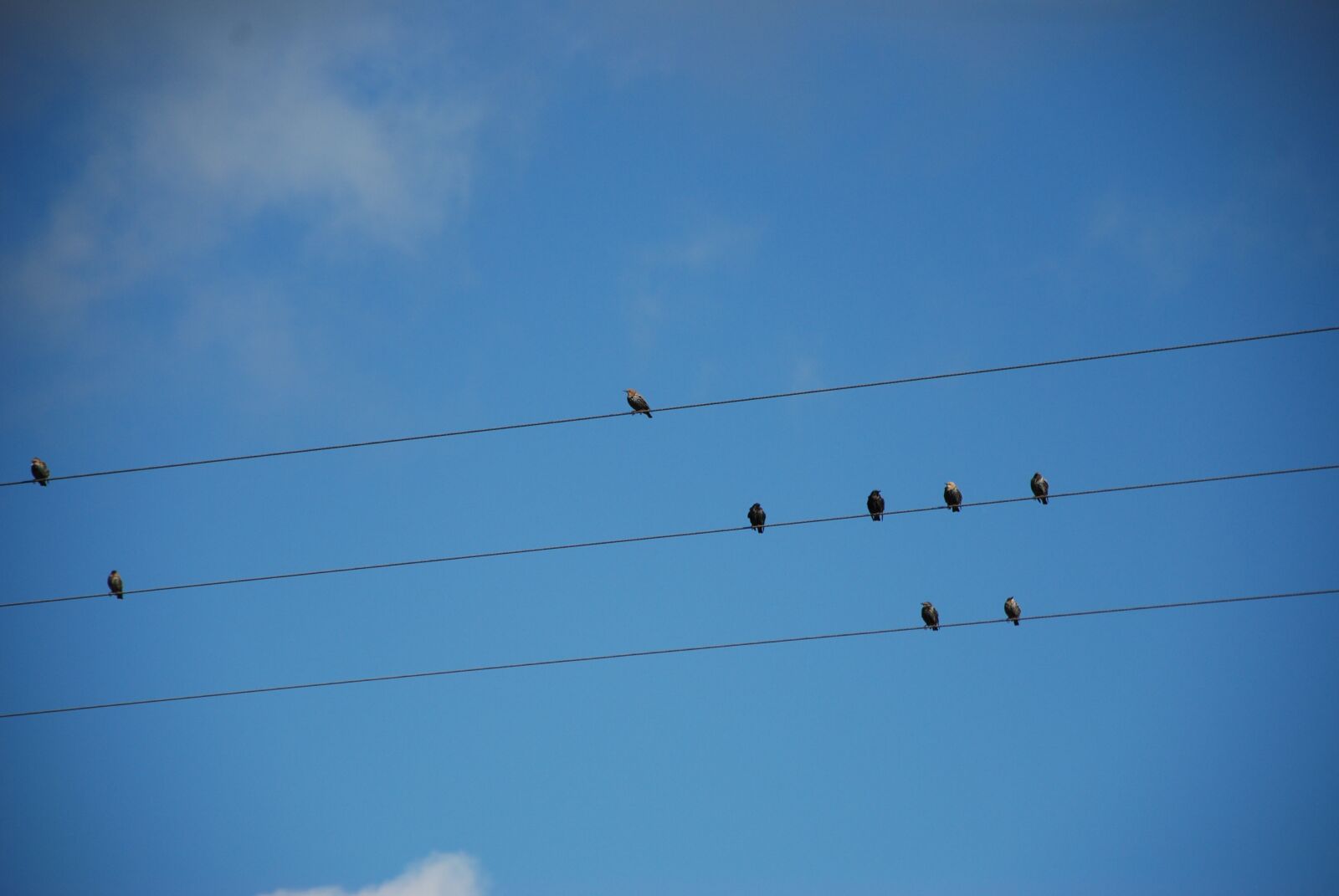 Nikon D80 sample photo. Stare, autumn, nature photography