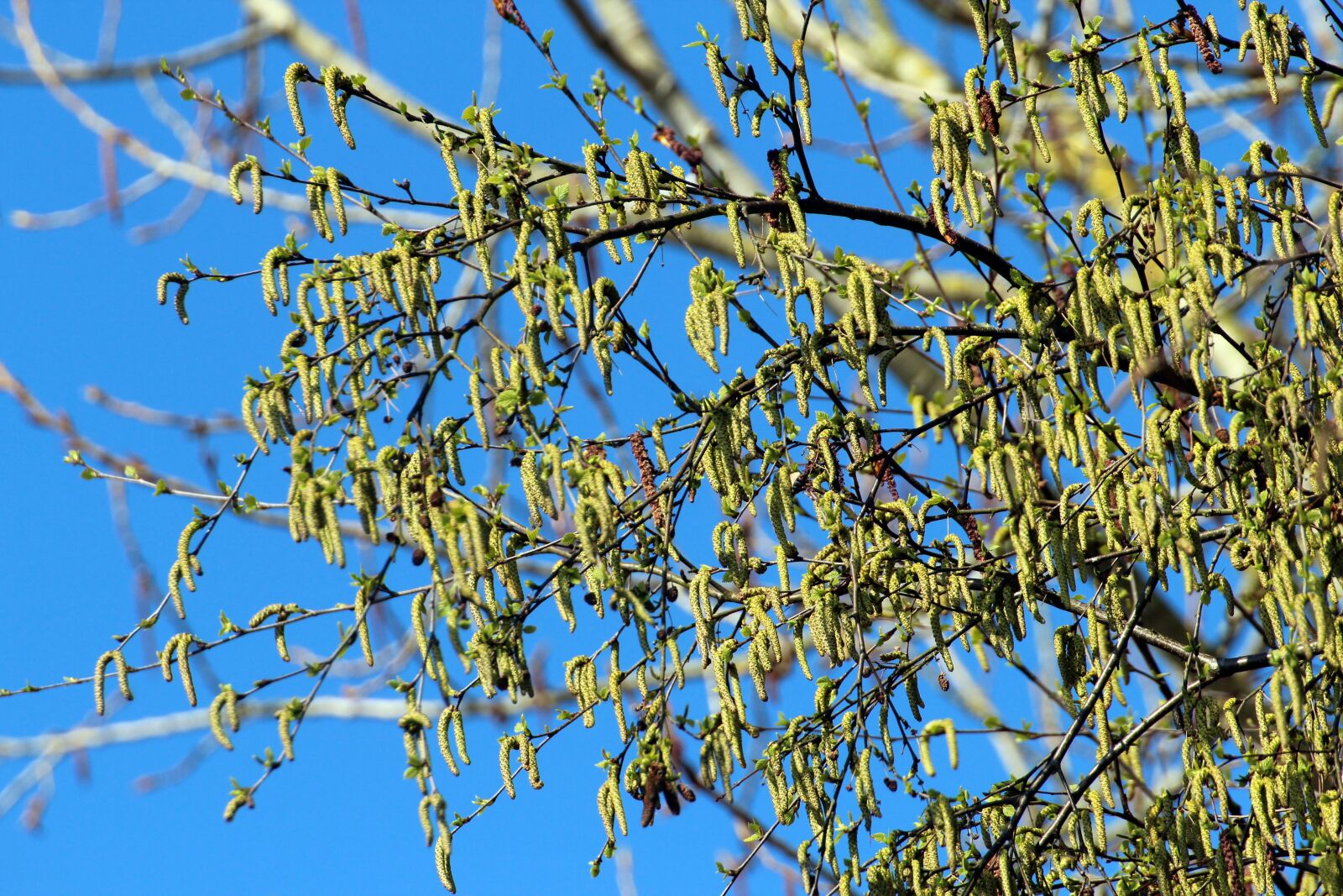 Canon EOS 600D (Rebel EOS T3i / EOS Kiss X5) sample photo. Pasture, tree, salix photography