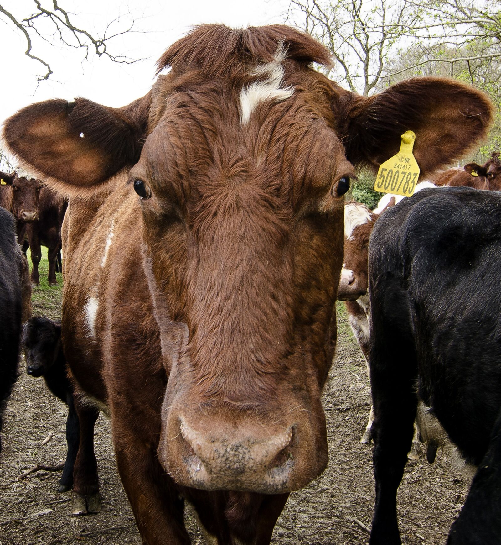 Nikon D7000 sample photo. Agriculture, cow, cattle photography