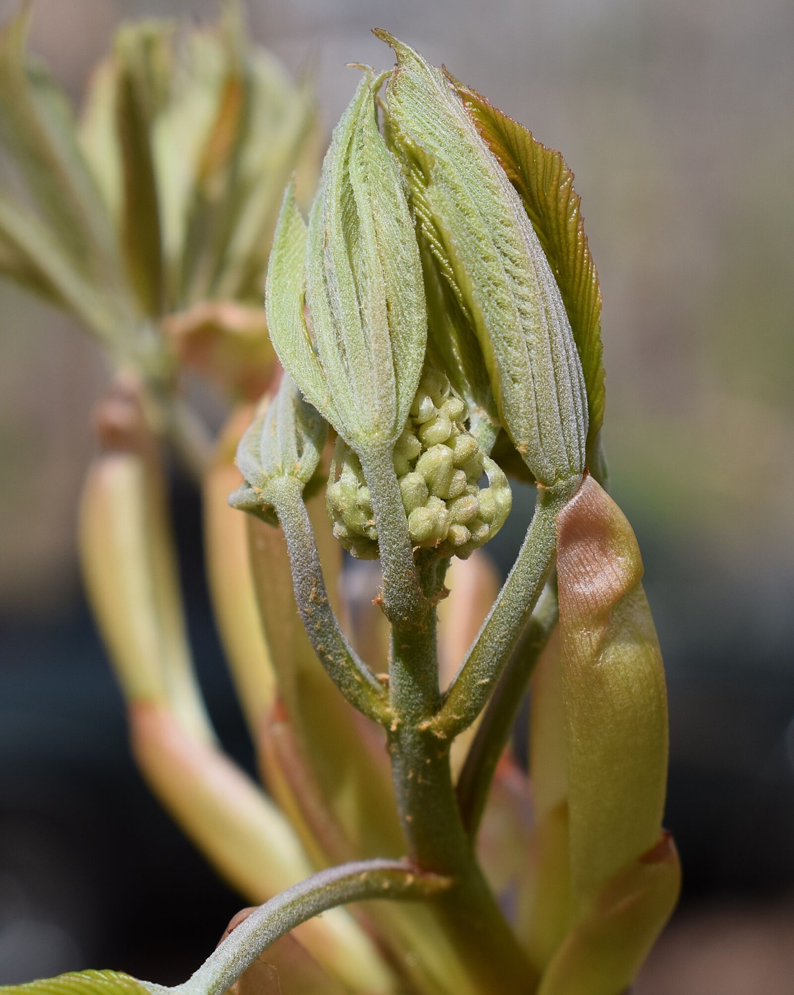 Nikon D3300 sample photo. Leaves and flower bud photography
