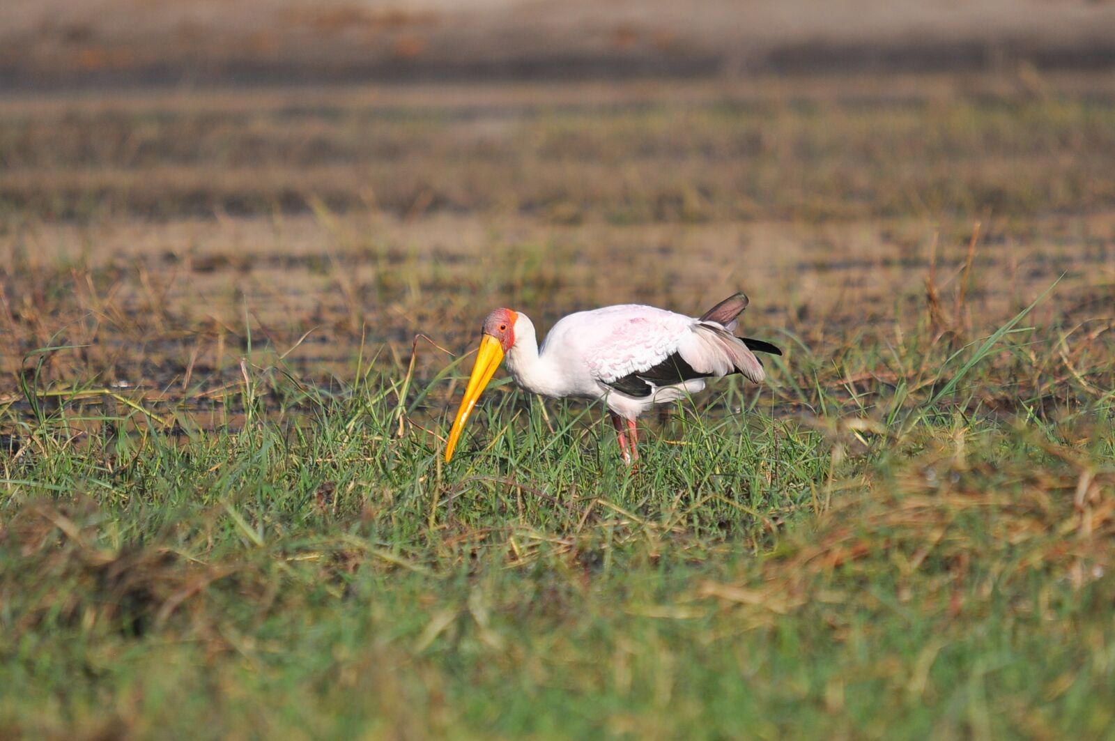 Nikon D90 sample photo. Wildlife, bird, animal photography