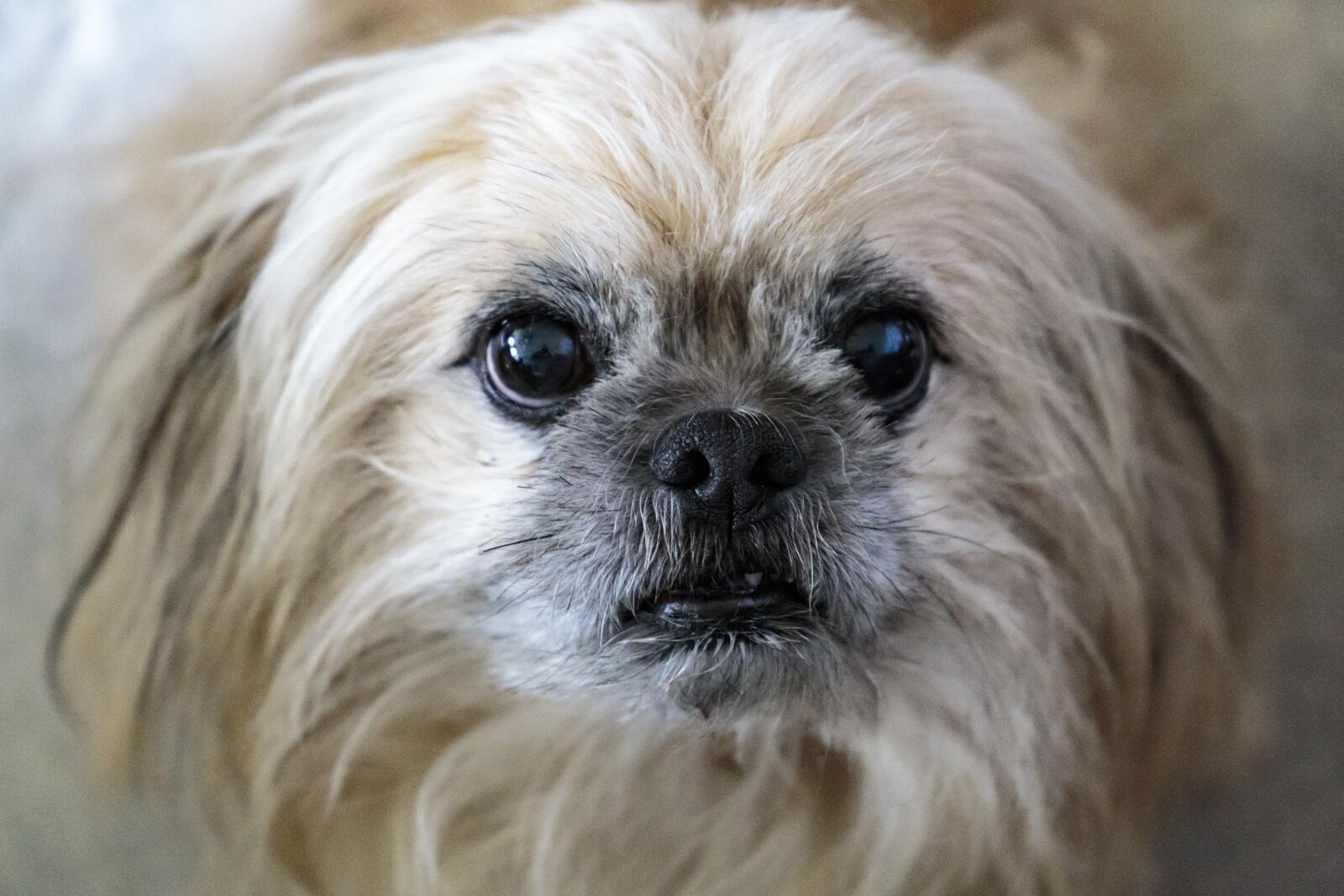 Canon EF 24-105mm F3.5-5.6 IS STM sample photo. Dog, animal, pet photography