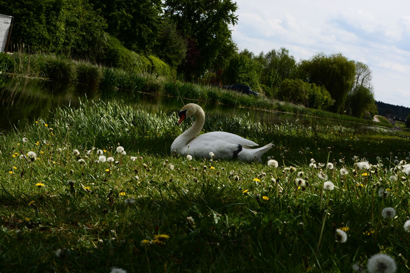 Nikon D5200 sample photo. Swan, meadow, animal photography