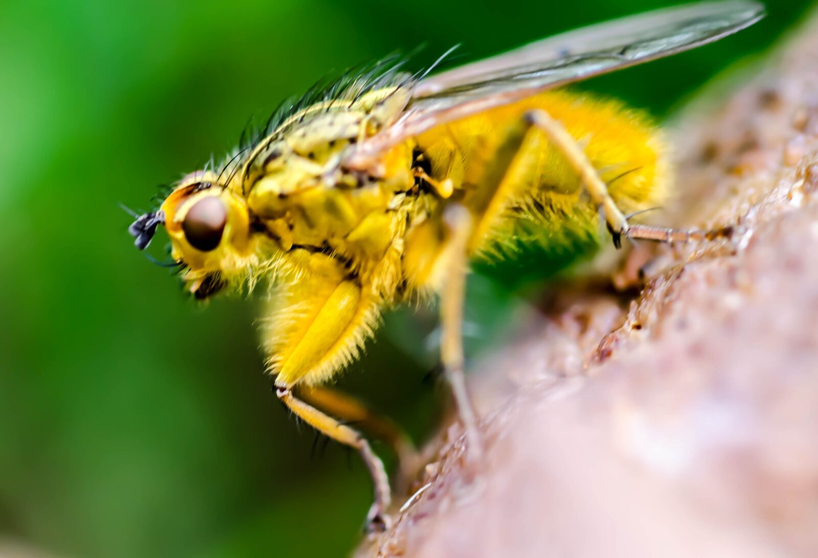 Nikon D7000 sample photo. Fly, insect, macro photography