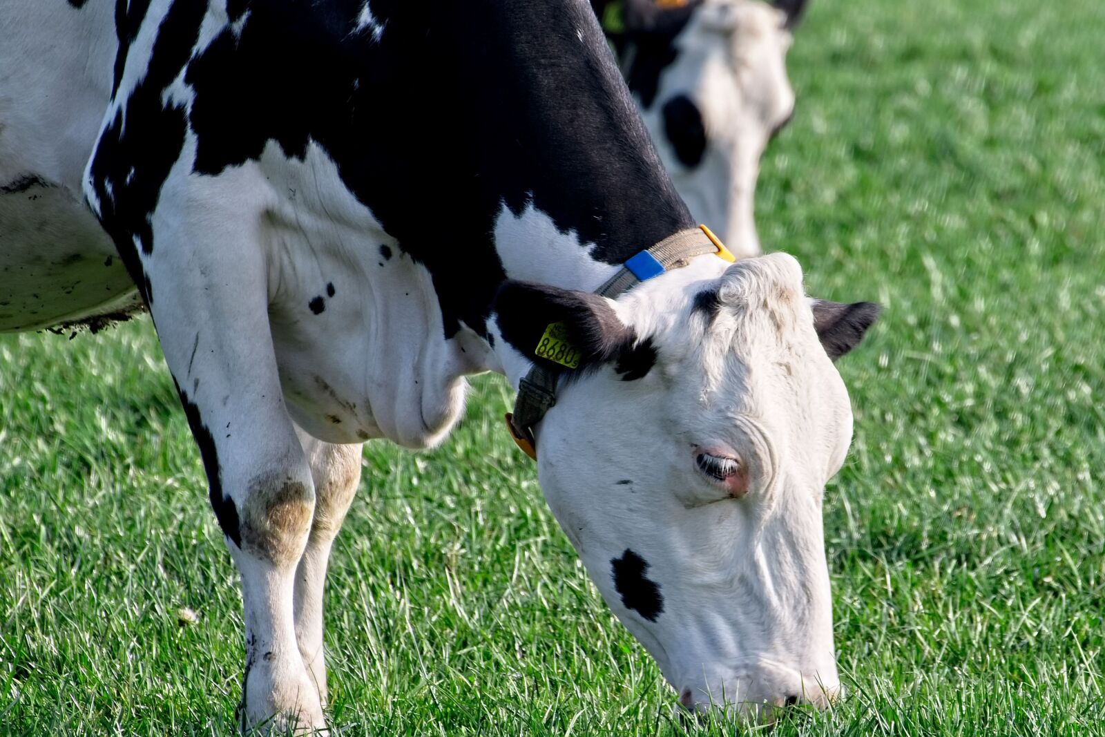 Canon EOS 70D sample photo. Cow, cows, roan photography