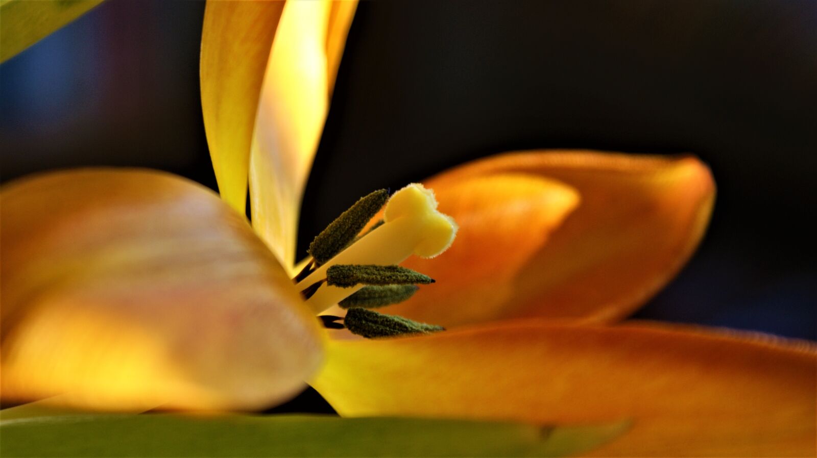 Sony Alpha DSLR-A350 sample photo. Inflorescence, tulips, spring photography
