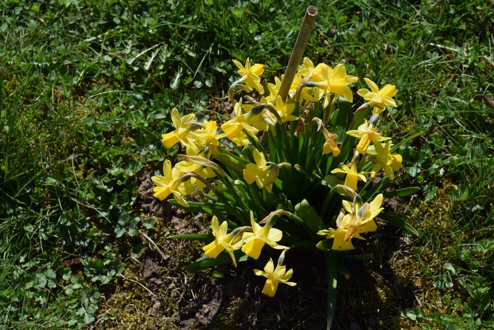 Nikon D5300 sample photo. Flower, flora, nature photography