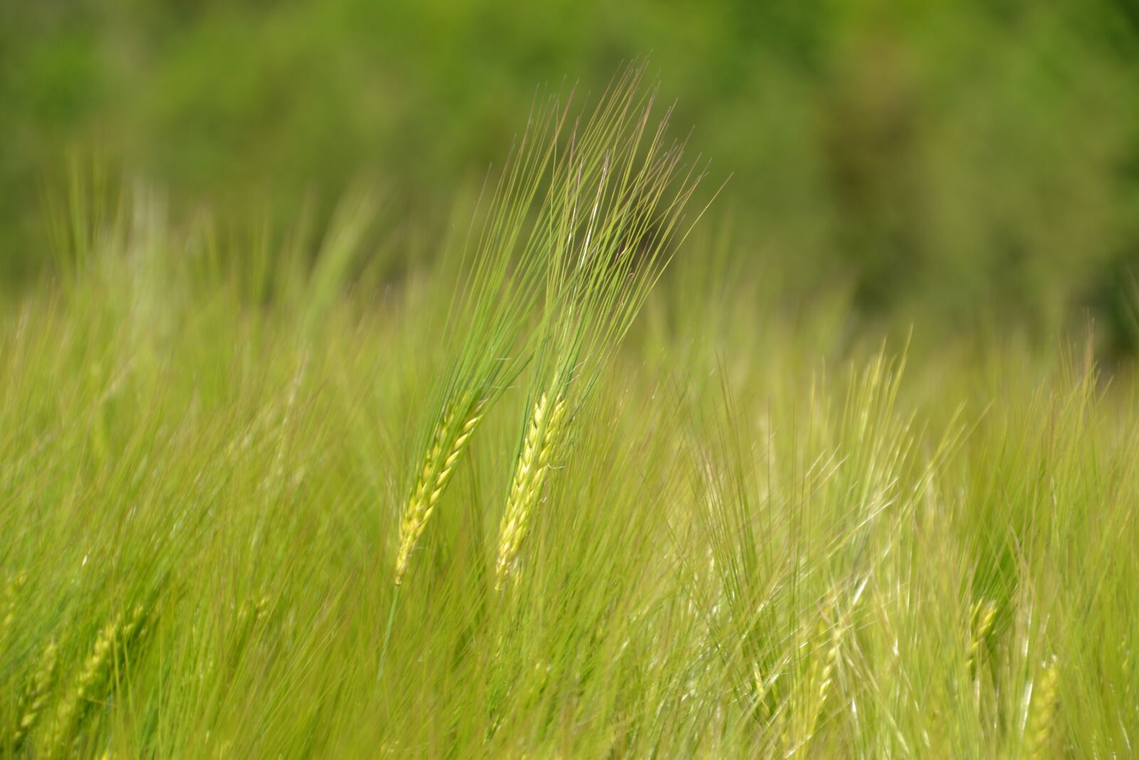 Nikon D3100 sample photo. Plant, cereals, field photography