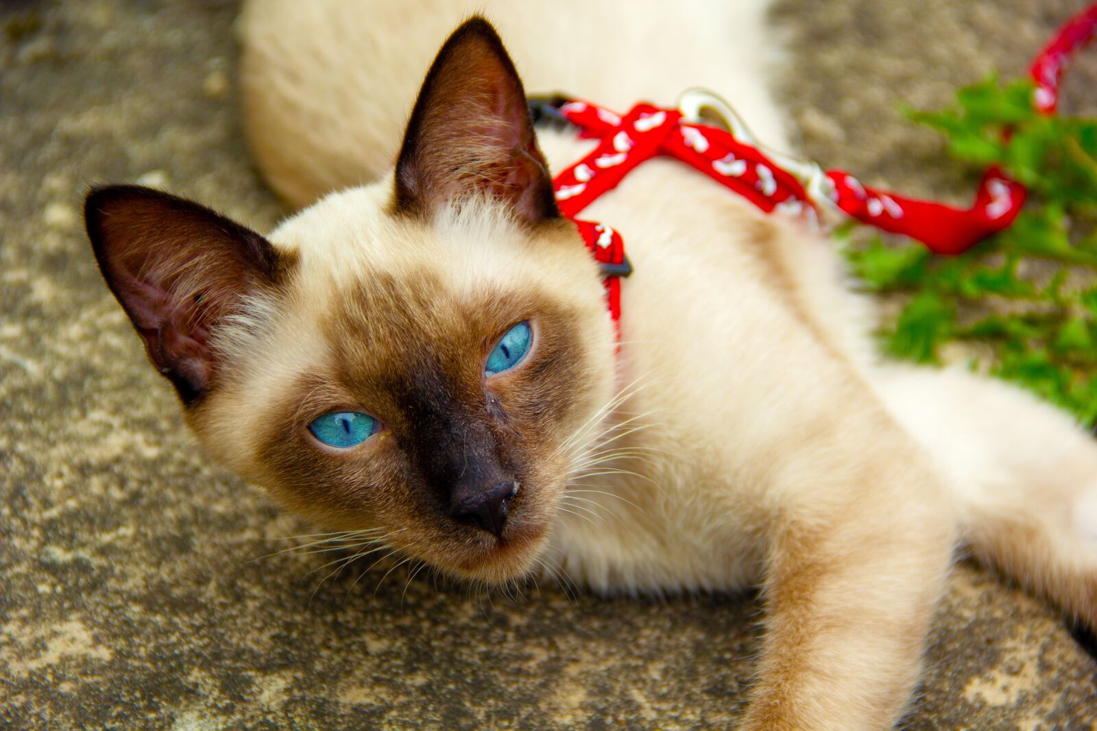 Canon EOS 60D sample photo. Cat, noble, animal photography