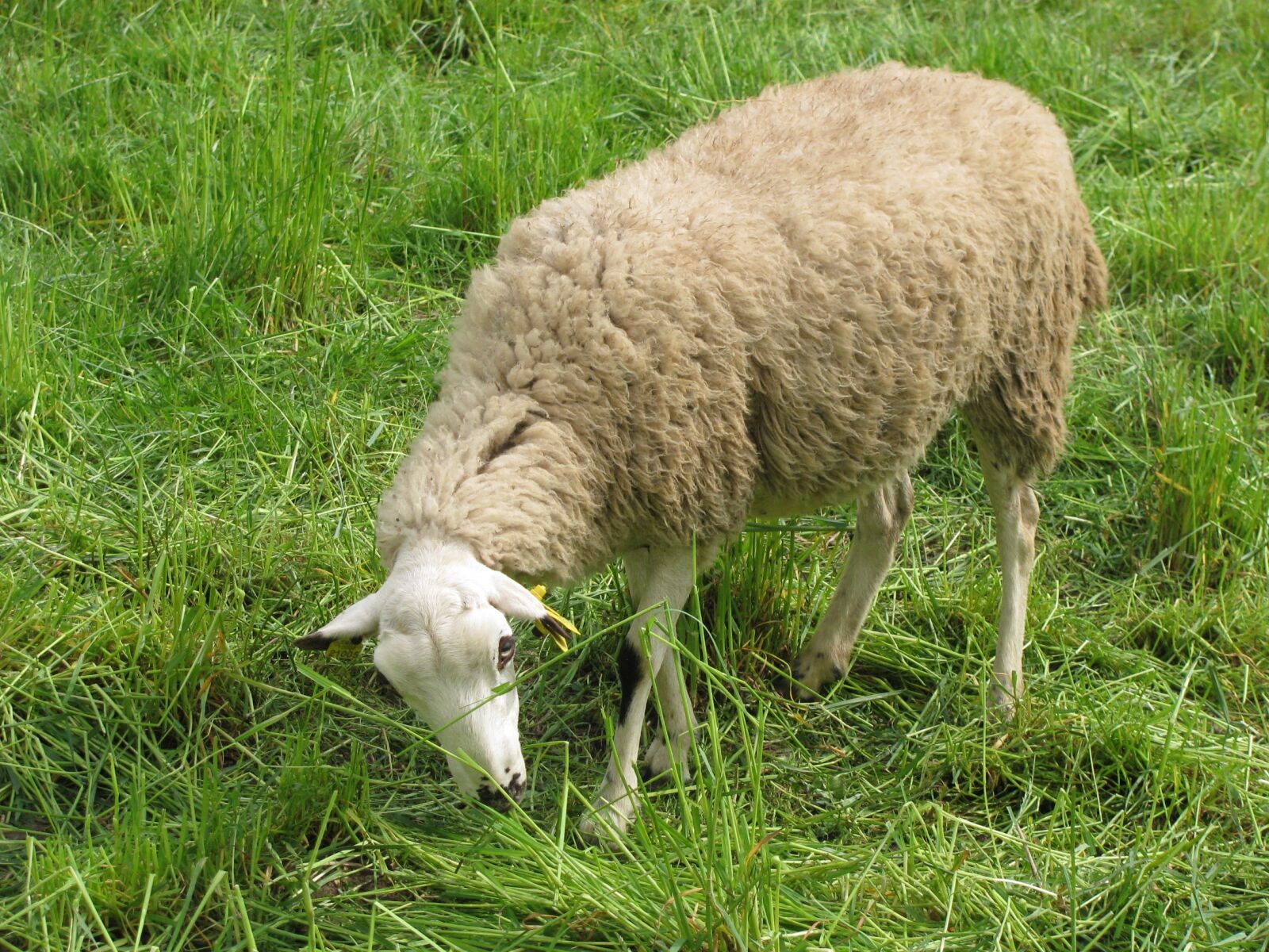 Canon PowerShot SX110 IS sample photo. Sheep, camp, eating photography