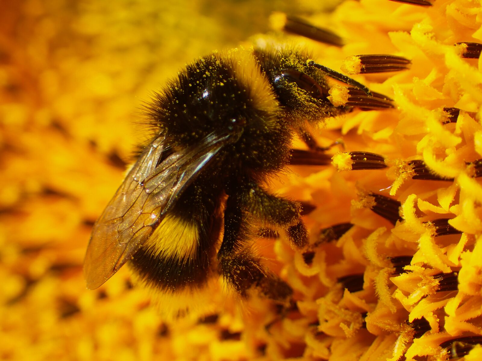Olympus TG-4 sample photo. Animal, beautiful, bee photography