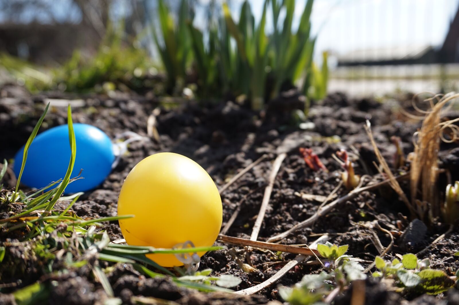 Sony Alpha a5000 (ILCE 5000) sample photo. The beginning of spring photography