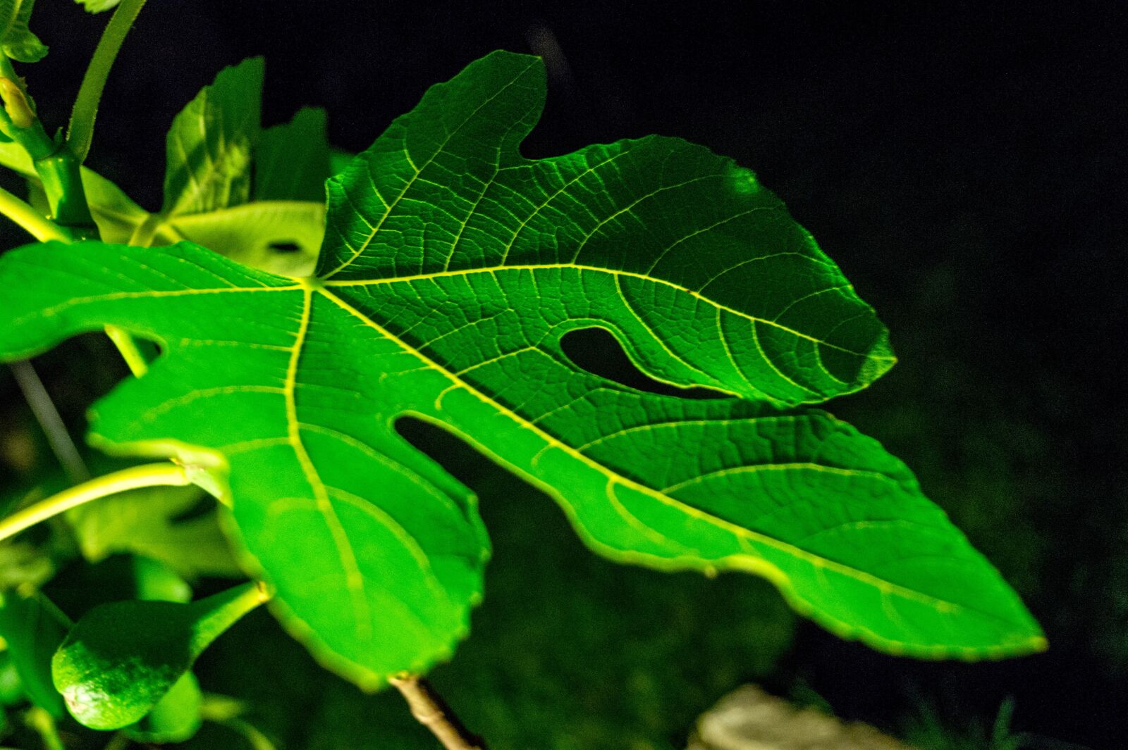 Sony DT 18-55mm F3.5-5.6 SAM II sample photo. Leaf, fig, green photography