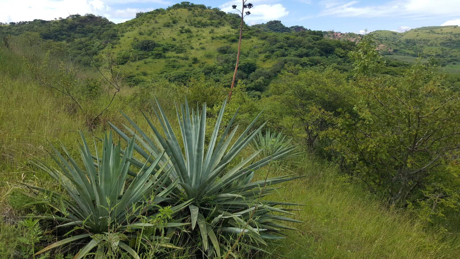 Samsung GALAXY S6 edge sample photo. Maguey blanco, mount, mountain photography