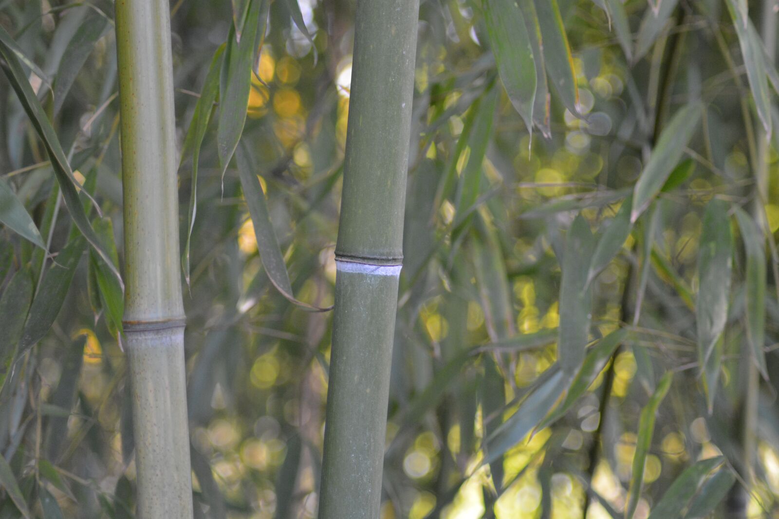Nikon D5200 sample photo. Bamboo, monocotyledons, poaceae photography