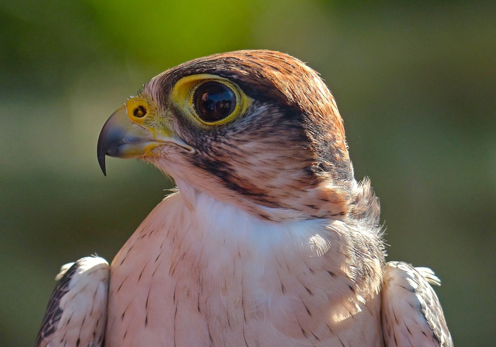 Panasonic Lumix DMC-FZ200 sample photo. Hawk, bird, raptor photography