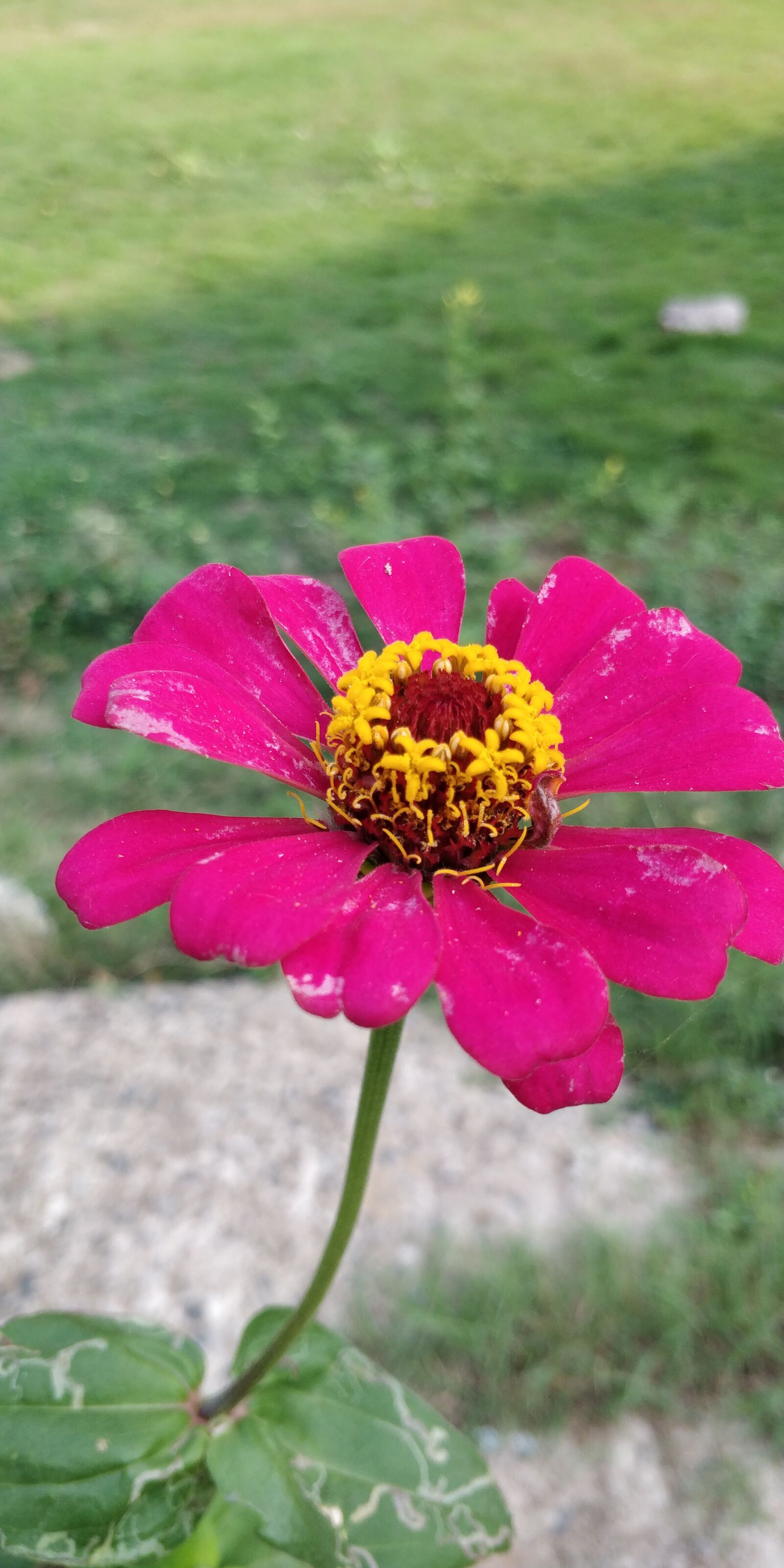 OnePlus 5T sample photo. Marigold, flower, garden photography