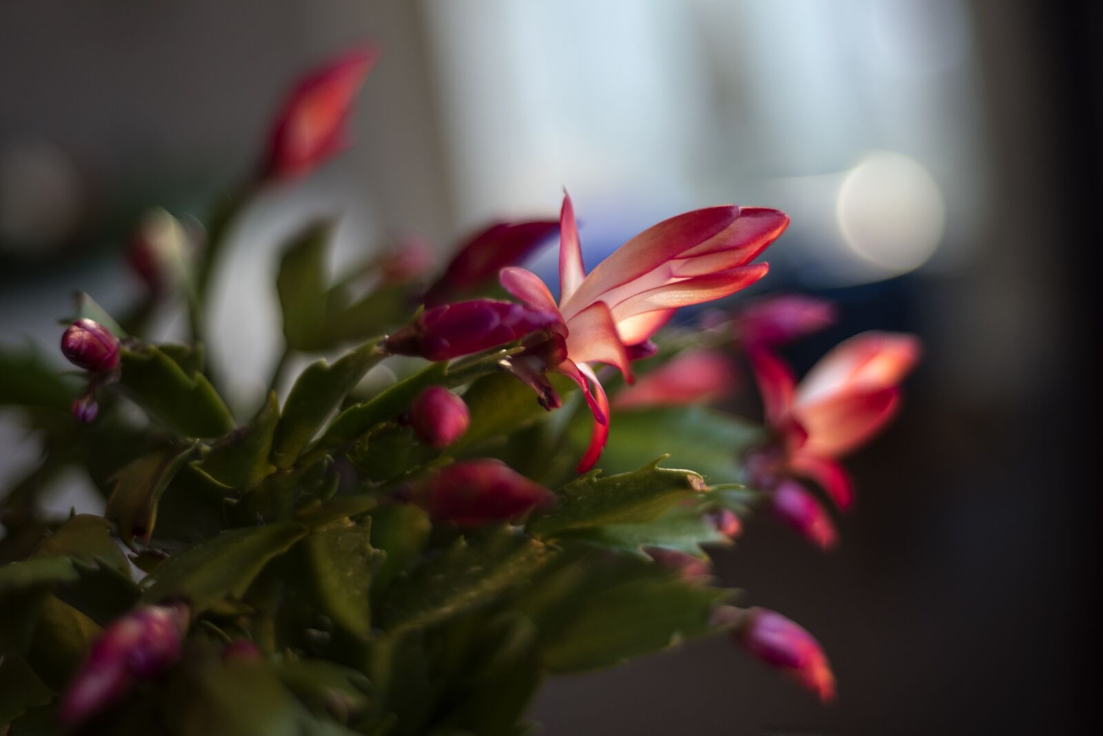Nikon D750 sample photo. Cactus, julkaktus, november photography