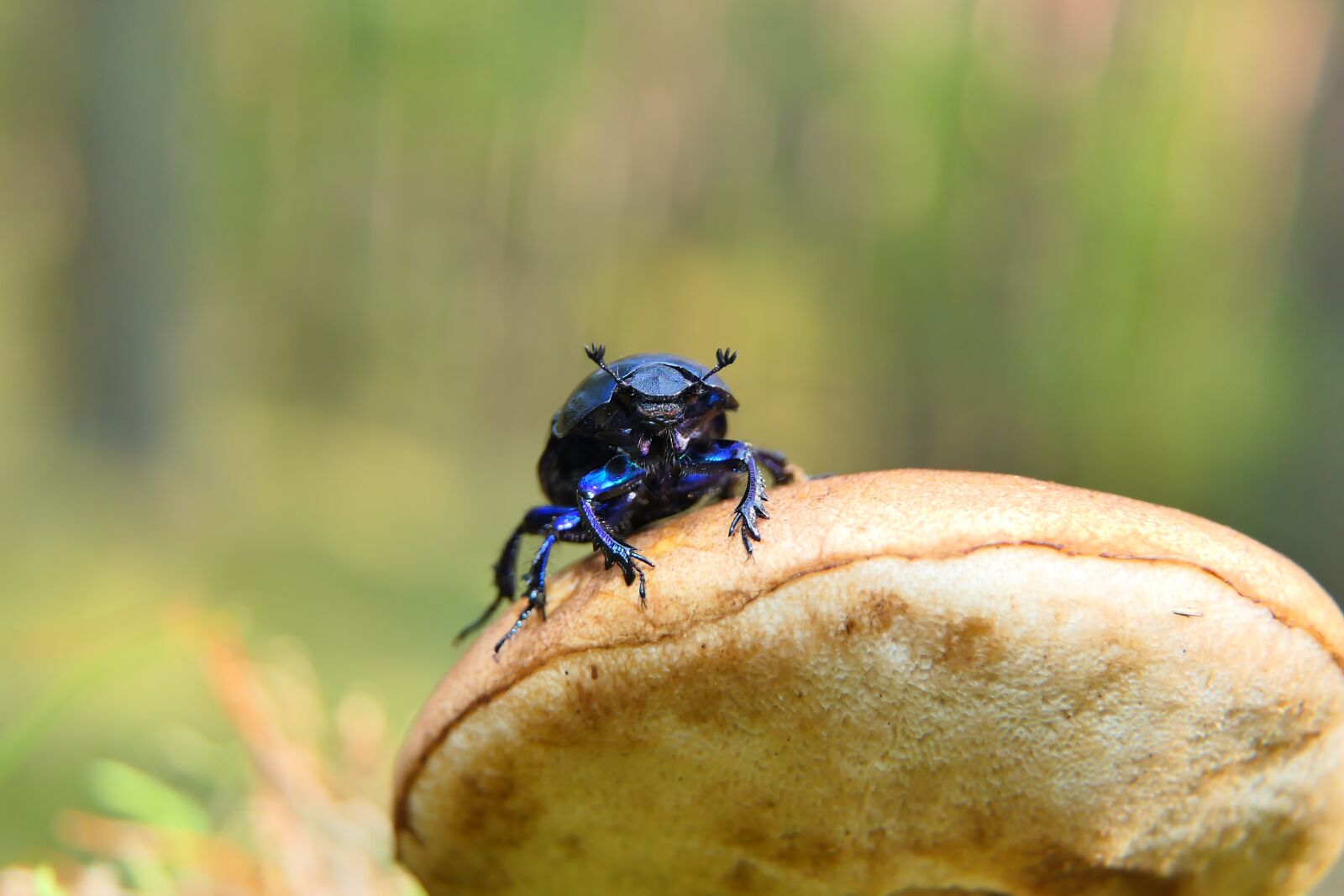 Panasonic Lumix DMC-FZ2500 (Lumix DMC-FZ2000) sample photo. Forest beetle, the beetle photography