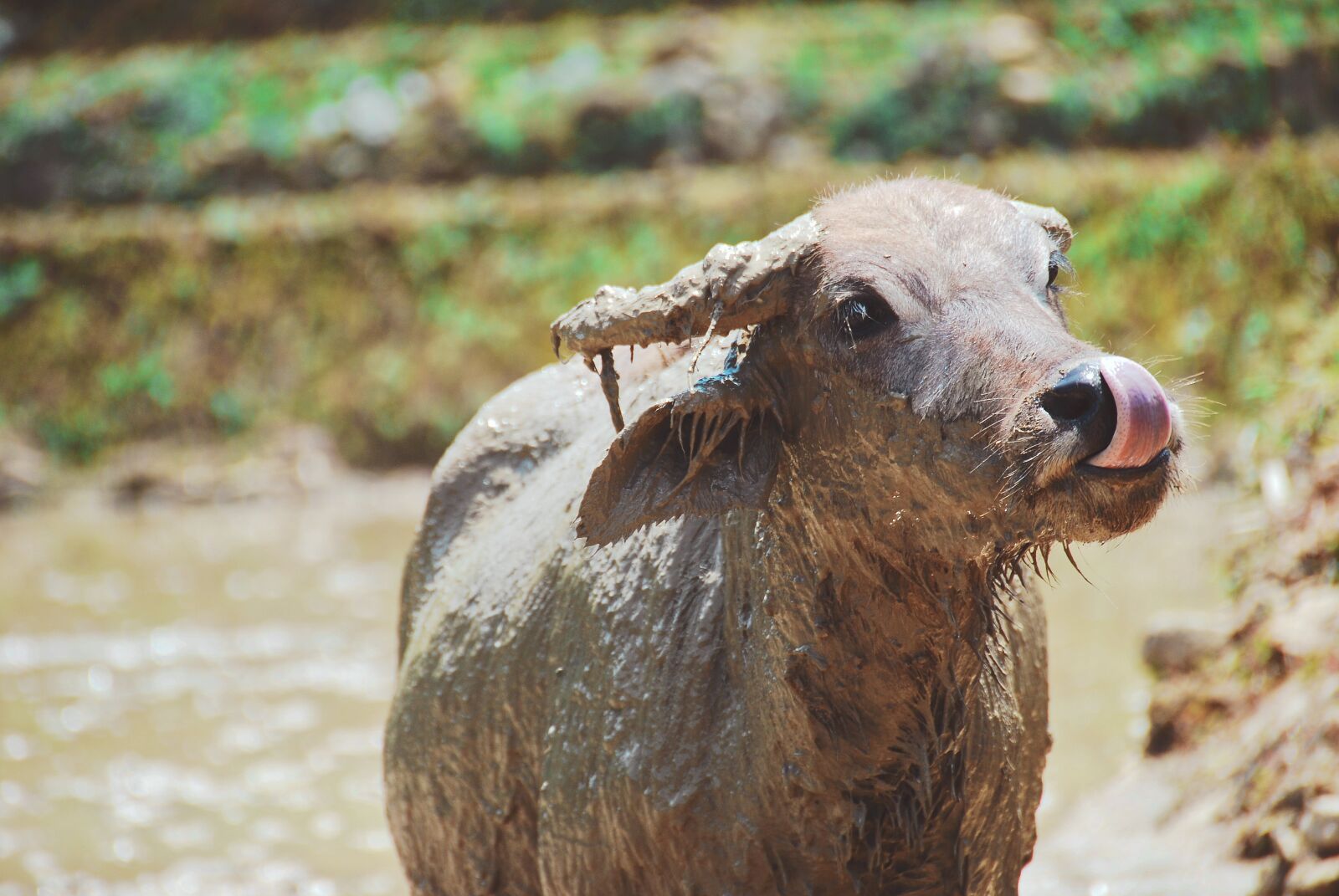 Nikon D40X sample photo. Buffalo, mud, animal photography