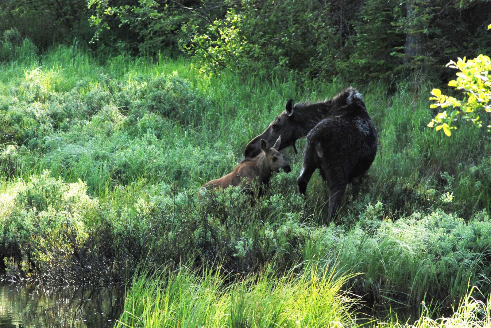 Nikon D80 sample photo. Moose, tender loving care photography