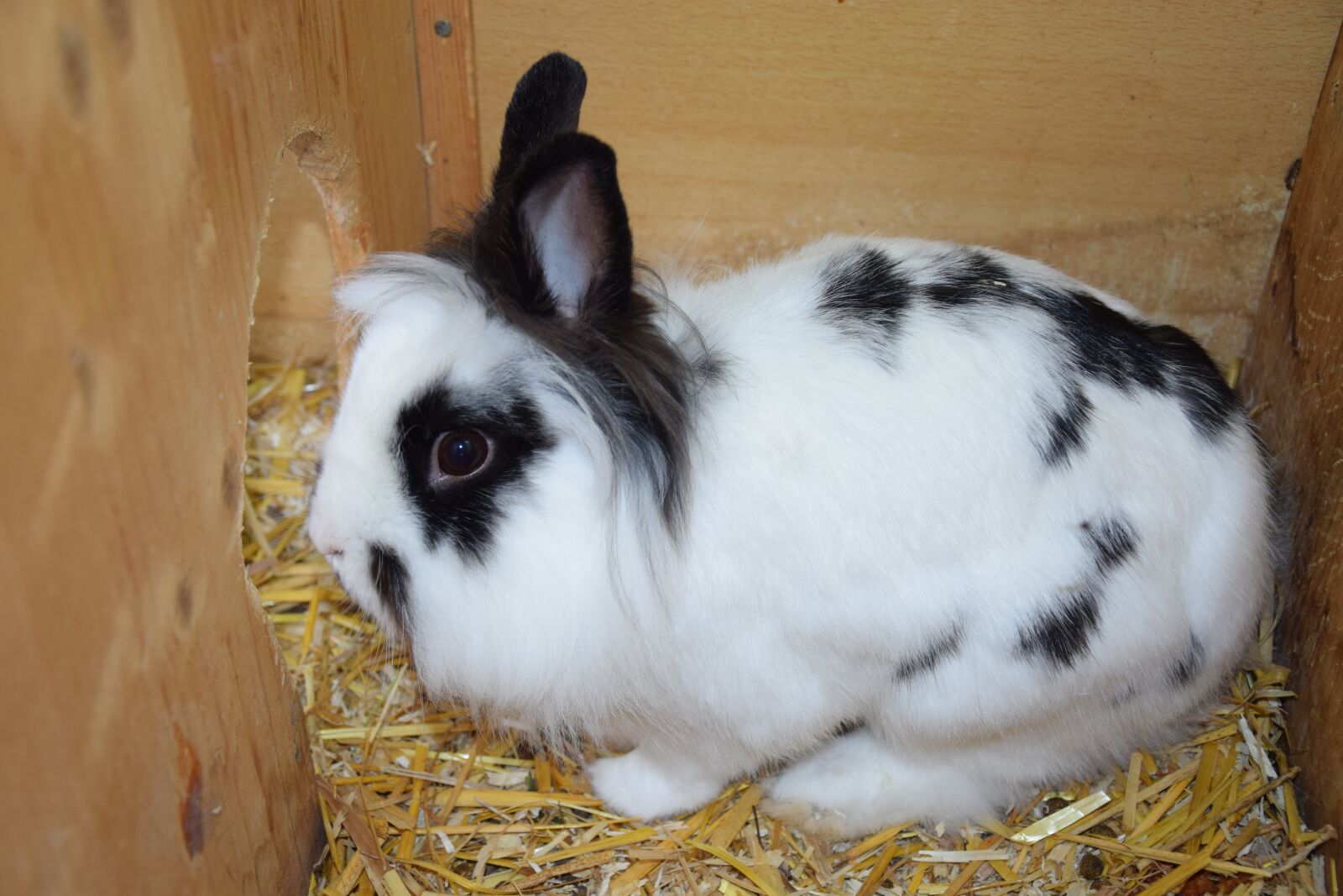Nikon D5300 sample photo. Dwarf rabbit, rabbit, hare photography