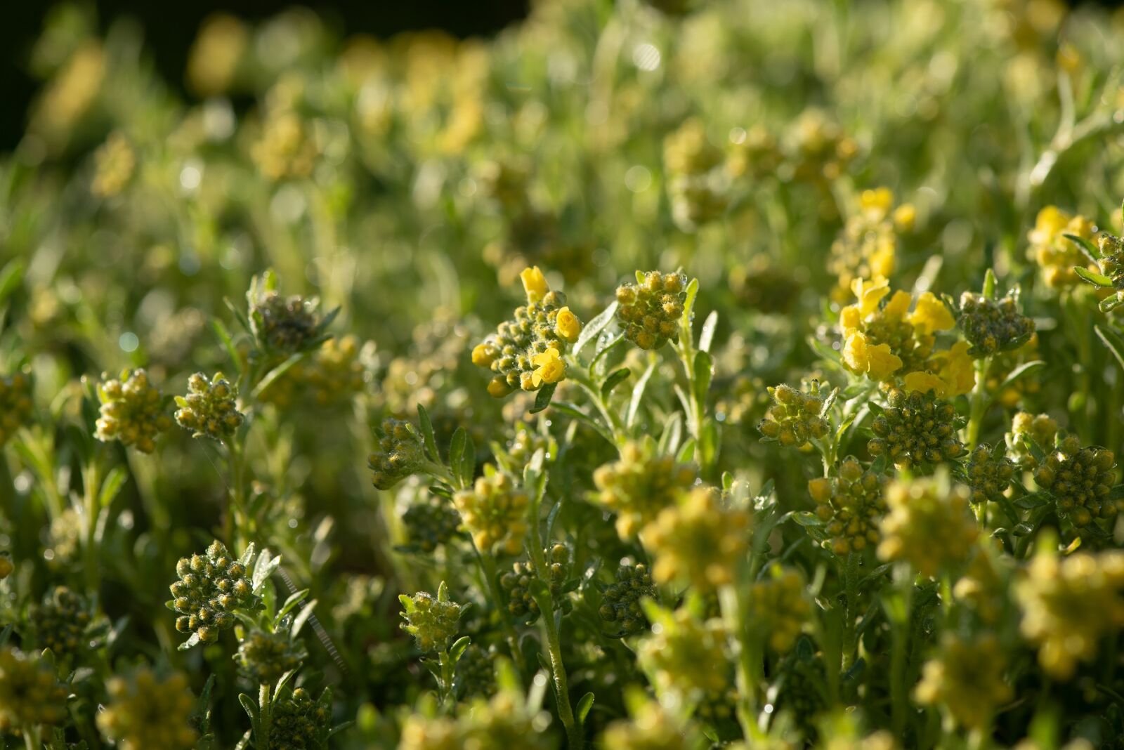 Nikon D750 sample photo. Flowers, yellow, garden photography