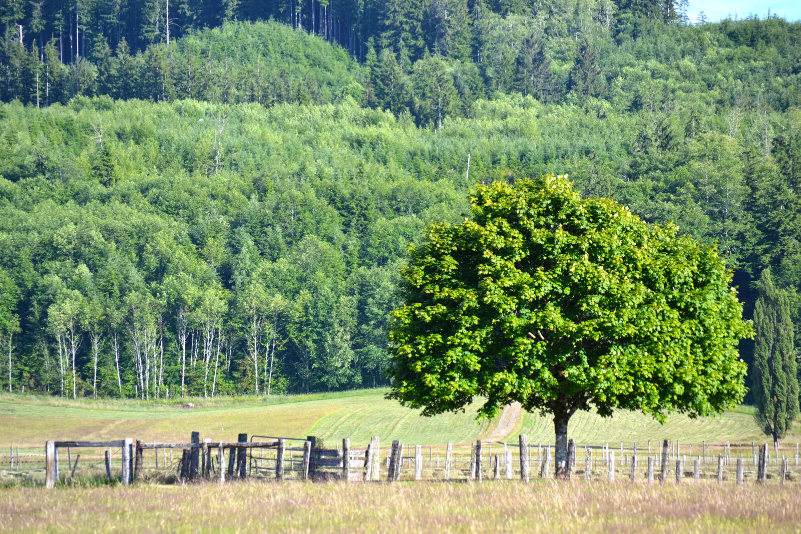 Nikon D3100 sample photo. Field, oak, trees photography