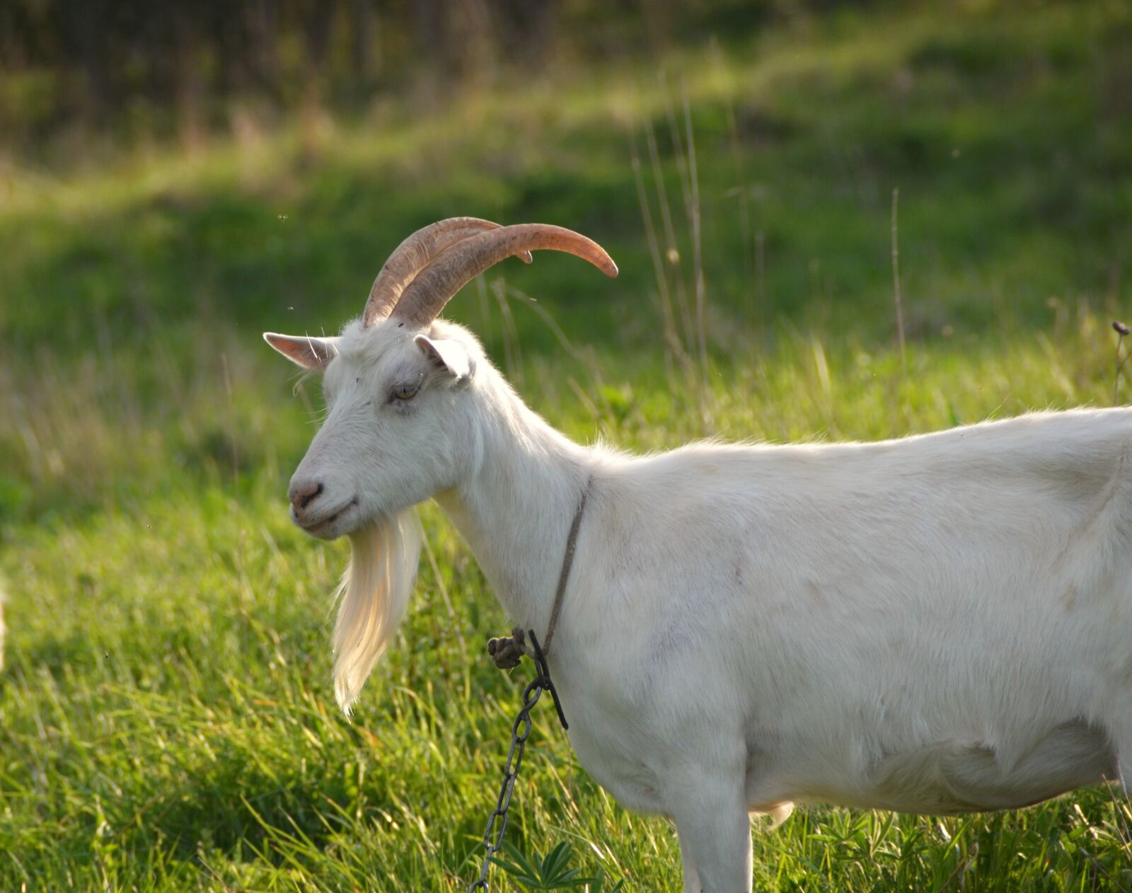 Nikon D7000 sample photo. Grown up, agriculture, animal photography