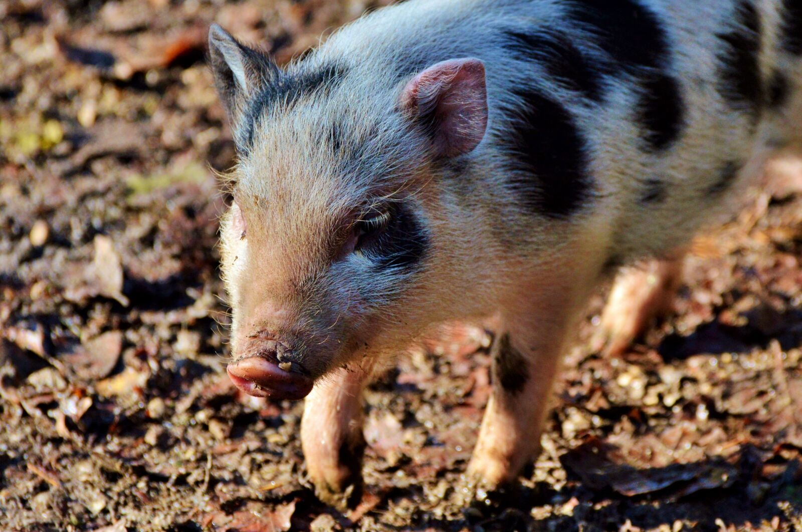 Nikon D3200 sample photo. Pot bellied pig, pig photography