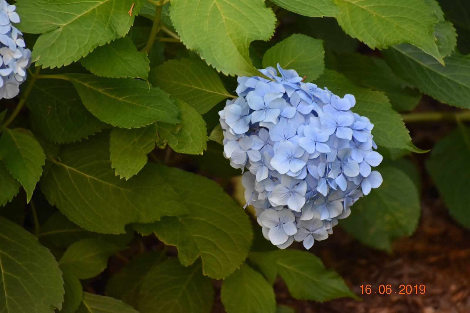 Nikon D3400 sample photo. Hydrangea, flower, blue photography