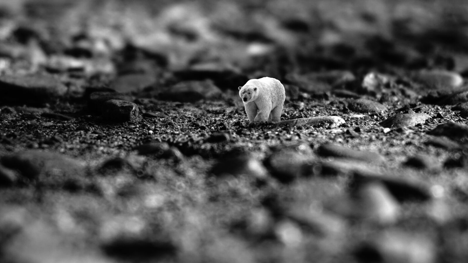 Sony E 16-50mm F3.5-5.6 PZ OSS sample photo. Ecology, science, nature photography