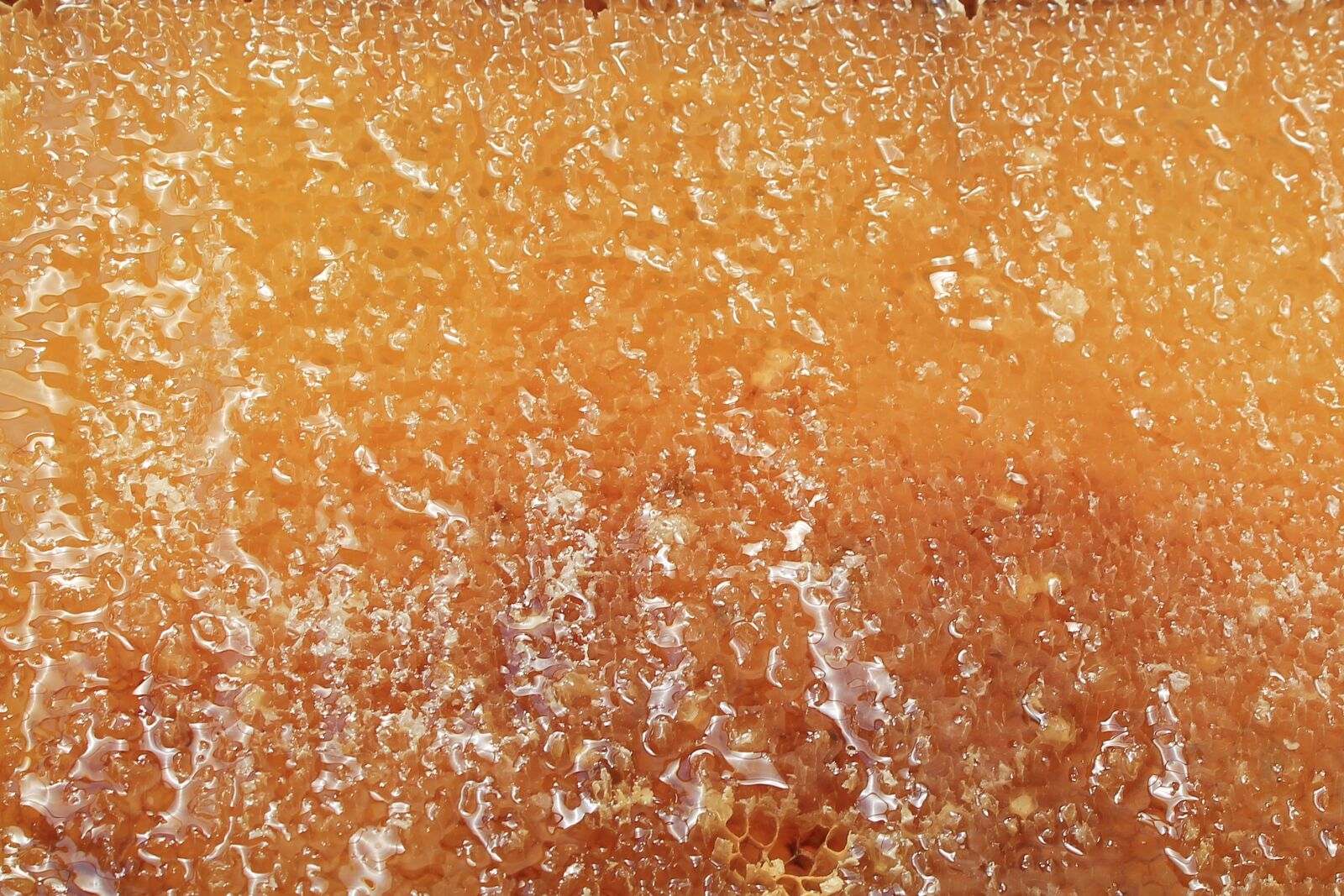 Canon EOS 1100D (EOS Rebel T3 / EOS Kiss X50) sample photo. Honeycomb, honey, delicious photography