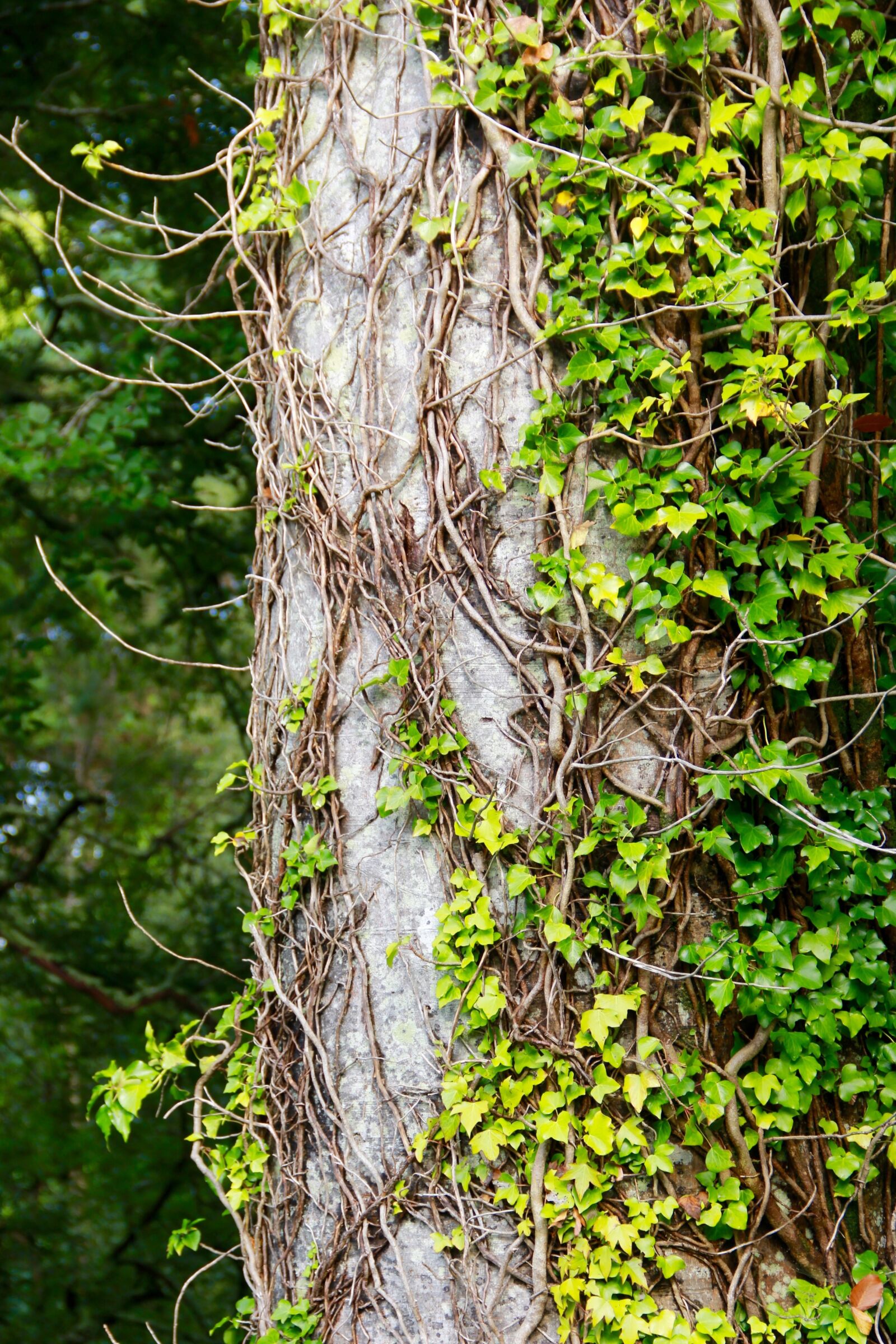 Canon EF-S 18-135mm F3.5-5.6 IS sample photo. Tree, bark, nature photography
