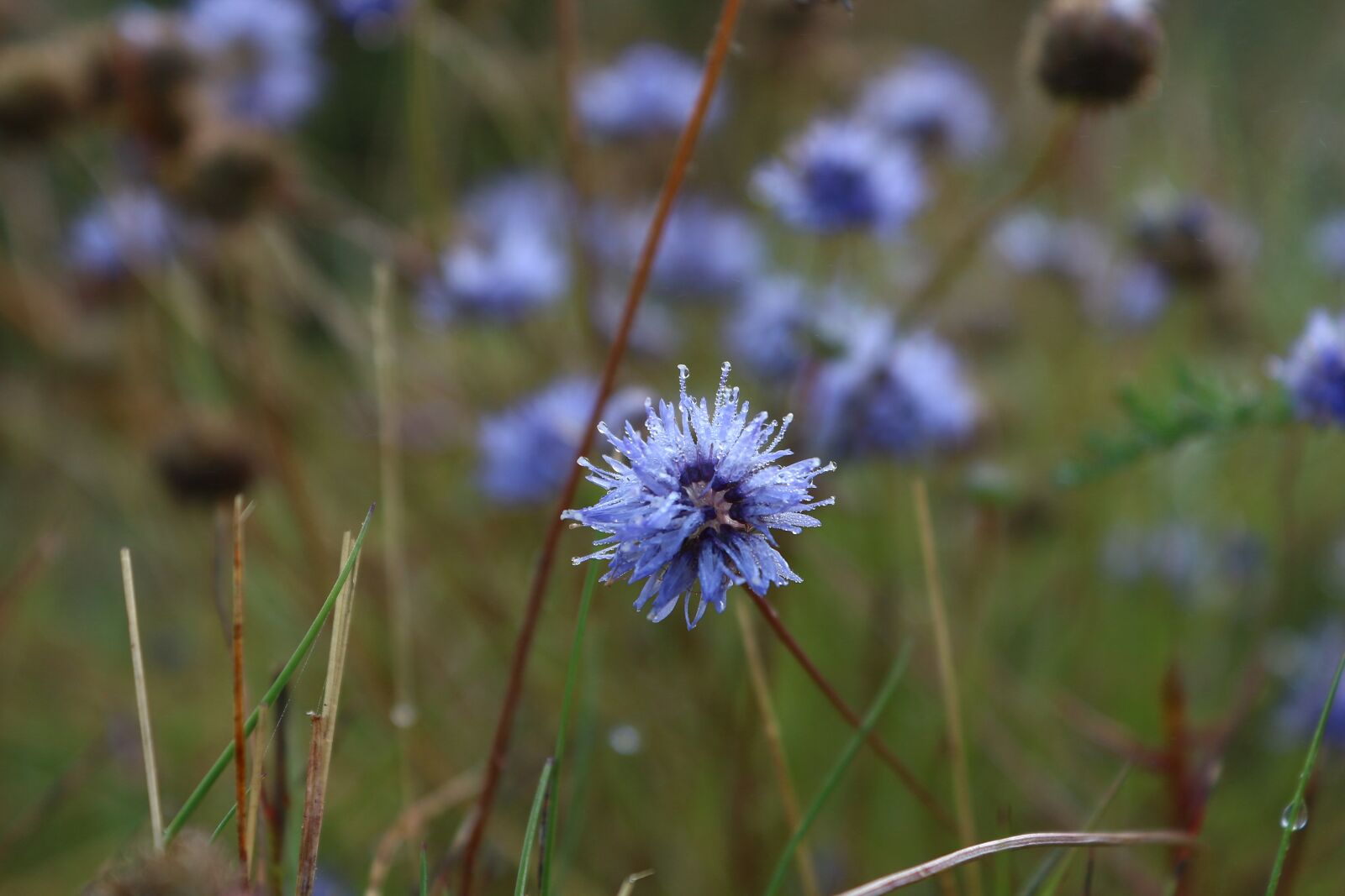 Canon EOS 650D (EOS Rebel T4i / EOS Kiss X6i) sample photo. Flower, water drops, mist photography