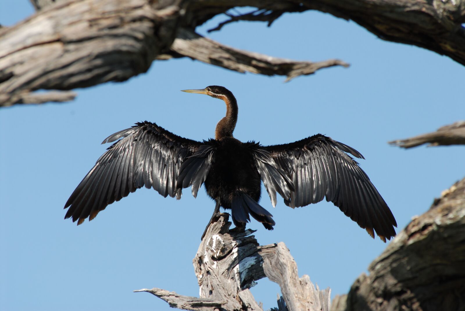 Nikon D200 sample photo. Cormorant, bird, drying photography