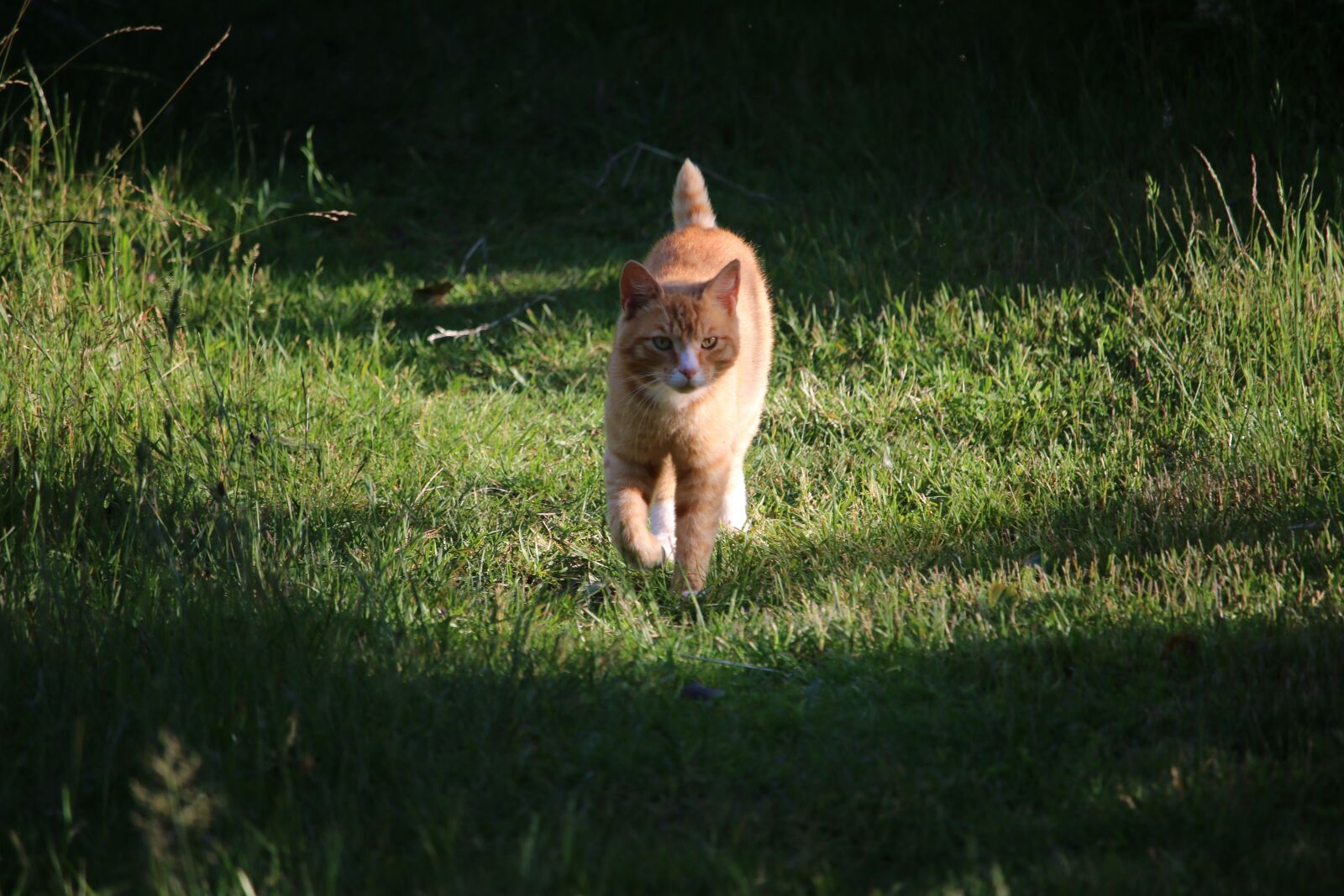 Canon EOS 70D + Canon EF-S 55-250mm F4-5.6 IS STM sample photo. Cat, garden, pet photography