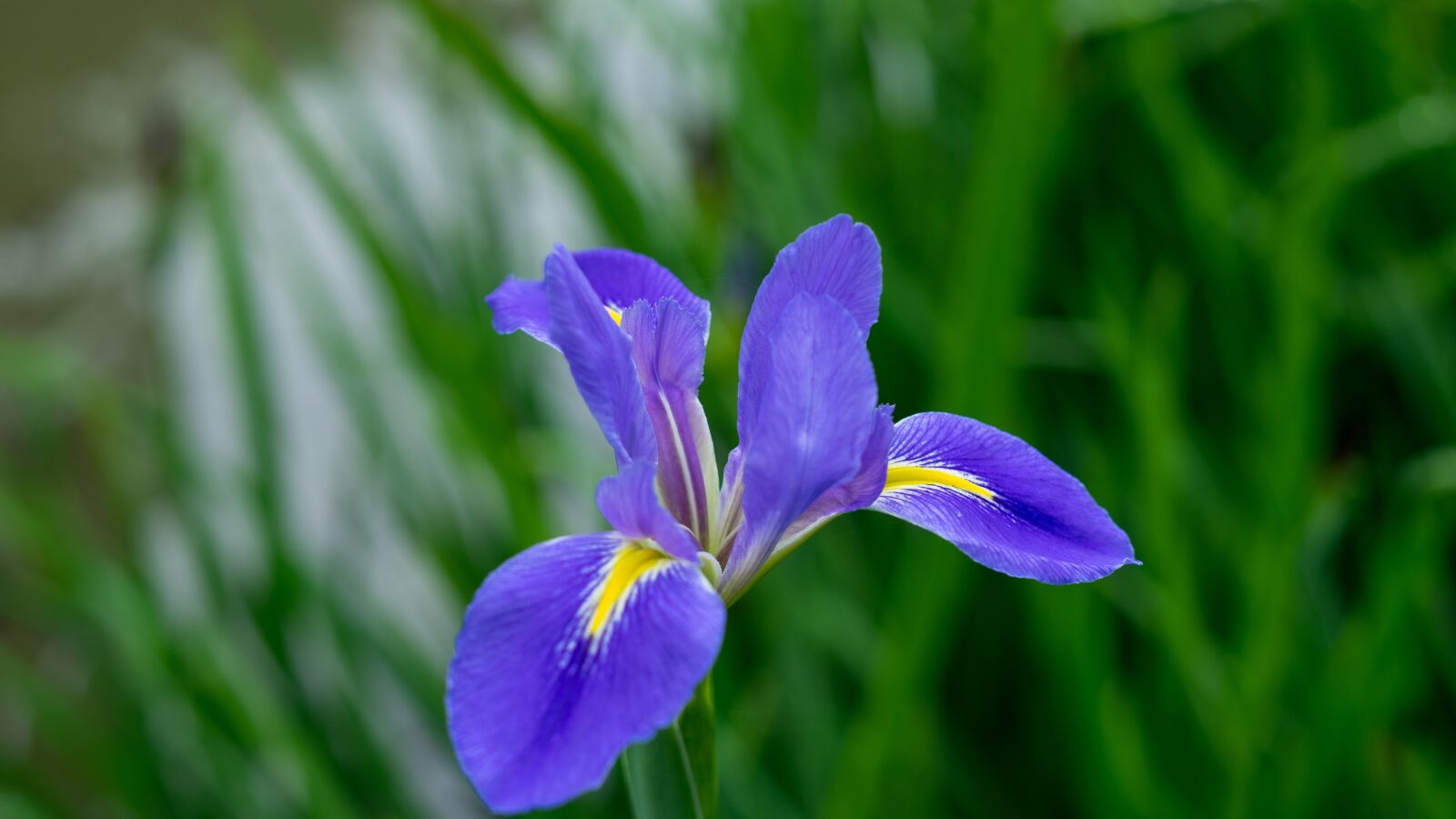 Sony a7 + Sony FE 50mm F1.8 sample photo. Iris, purple, flower photography