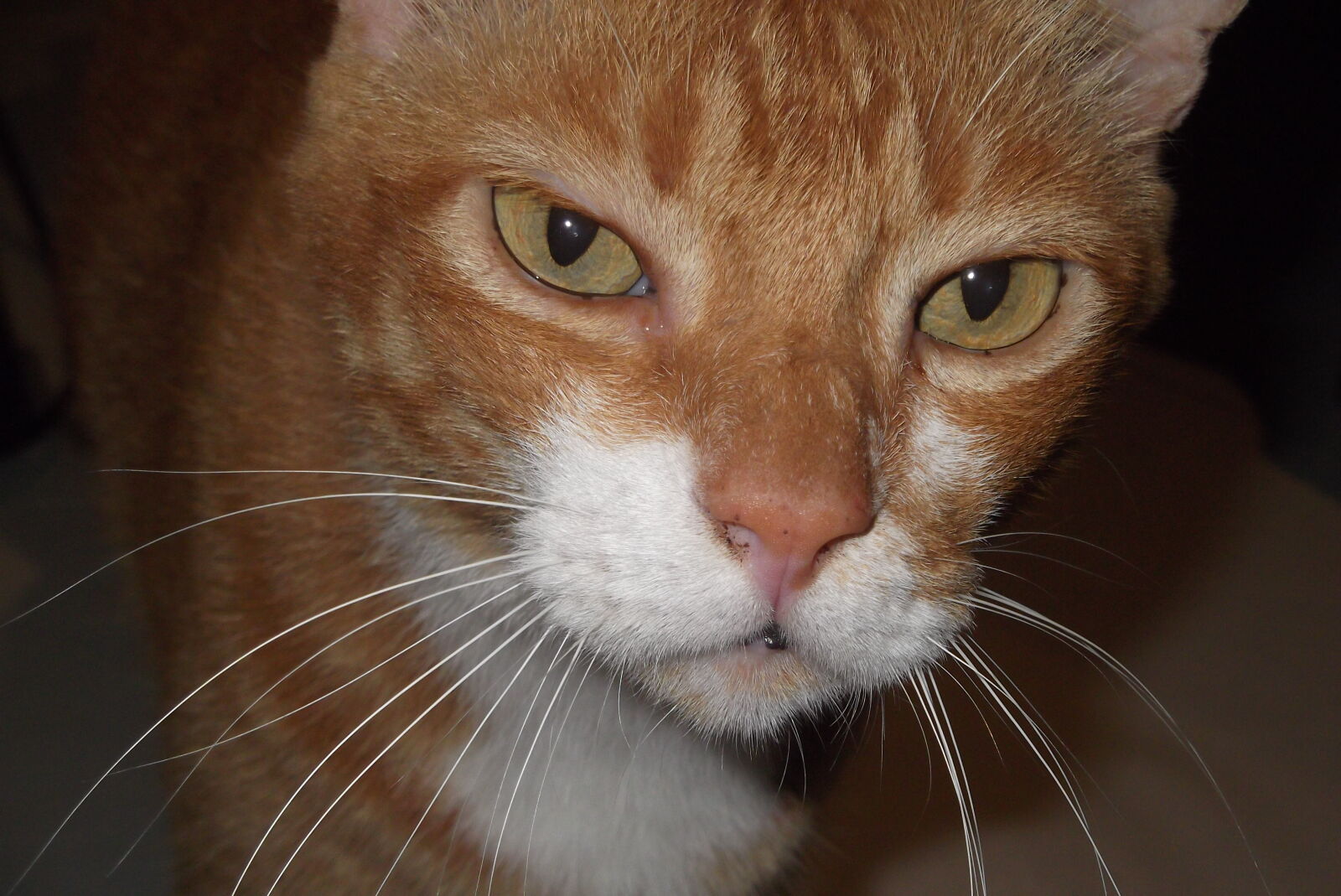 Fujifilm FinePix JX280 sample photo