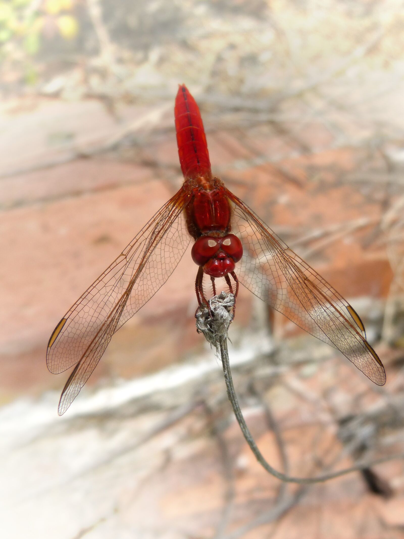 Panasonic DMC-FZ62 sample photo. Red dragonfly, erythraea crocothemis photography