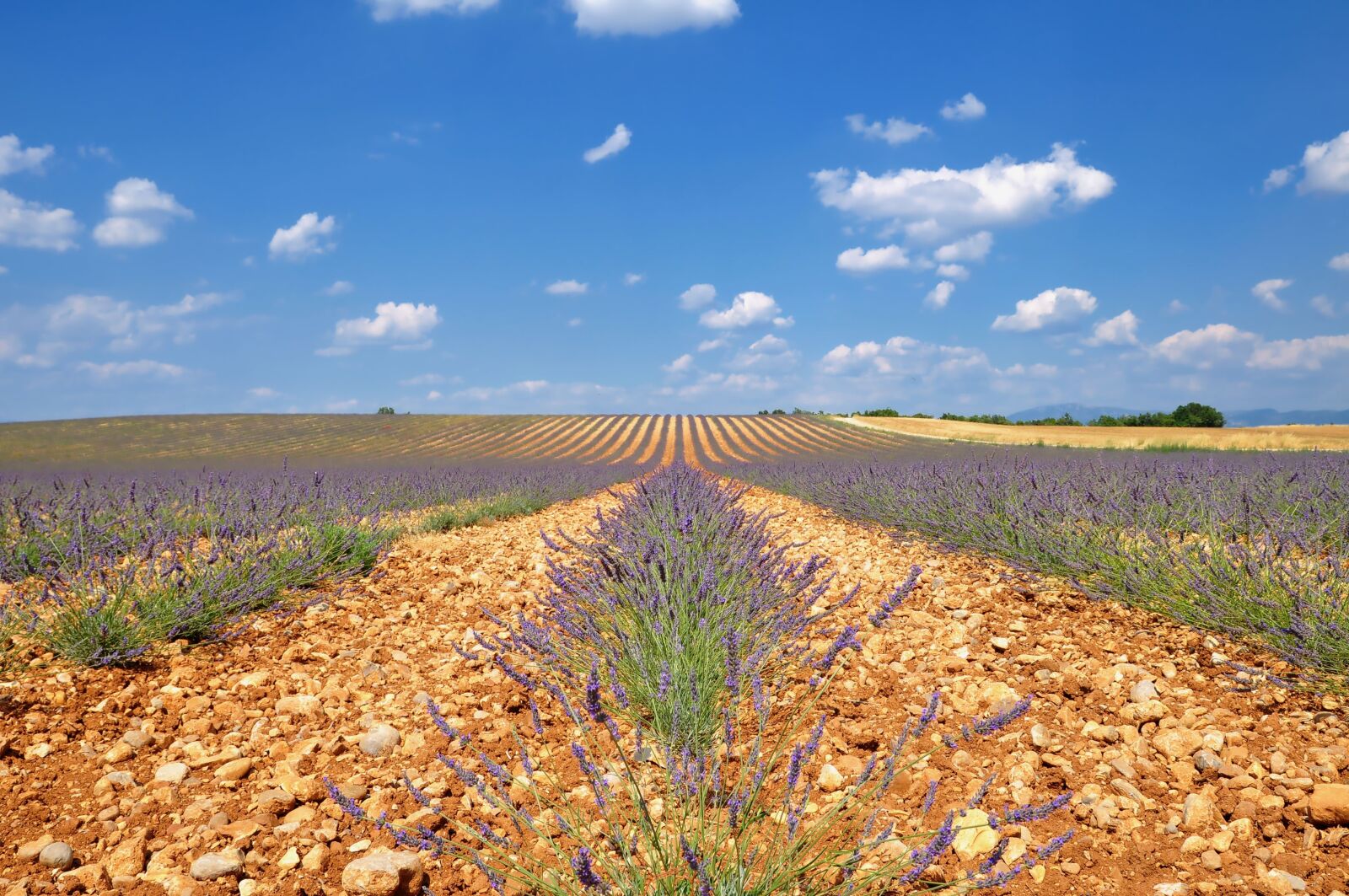 Nikon D90 sample photo. Nature, landscape, lavender photography