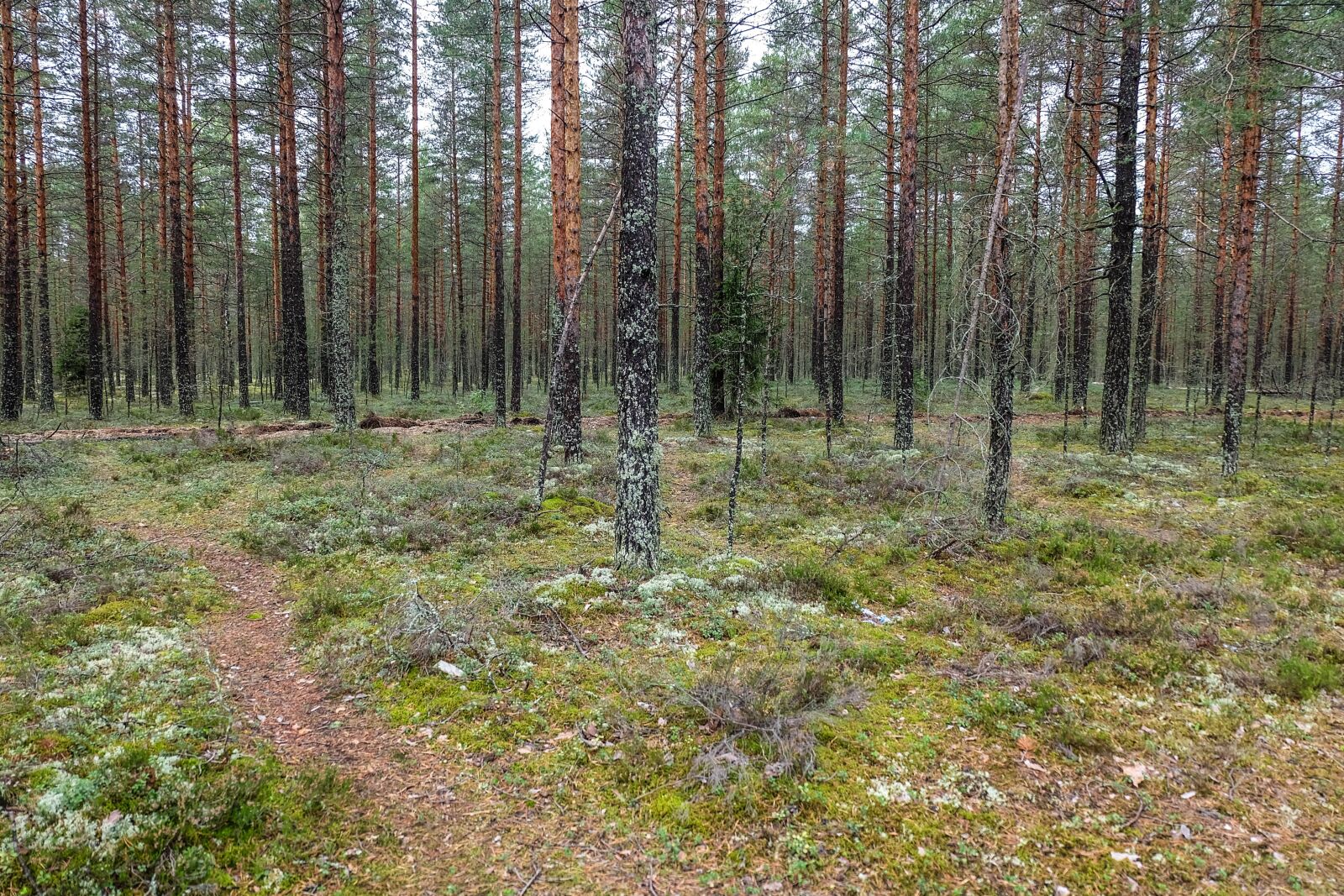 Fujifilm X-A2 + Fujifilm XC 16-50mm F3.5-5.6 OIS II sample photo. Forest, russia, beauty photography