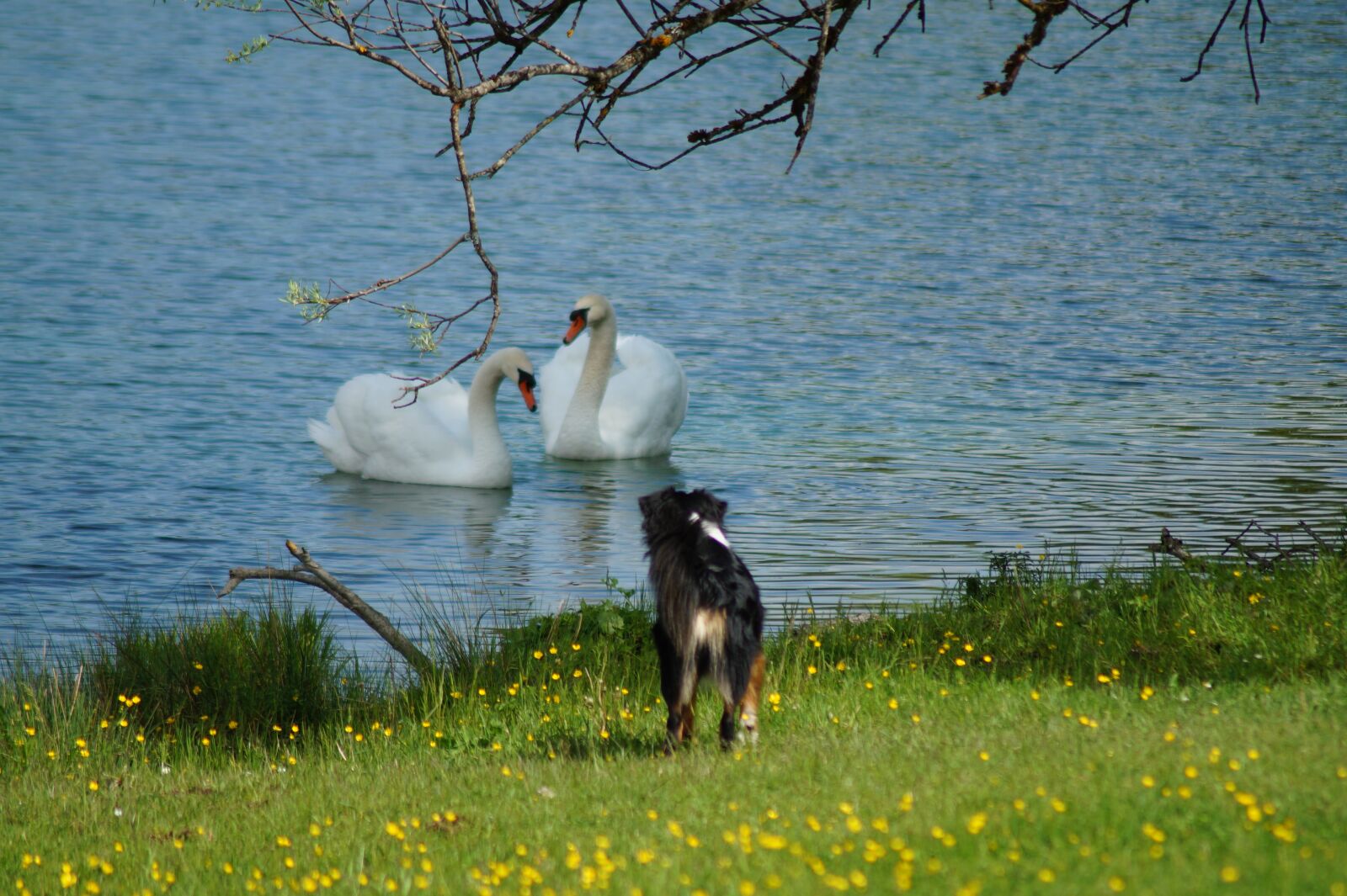 Sony SLT-A58 sample photo. Swan, dog, water photography