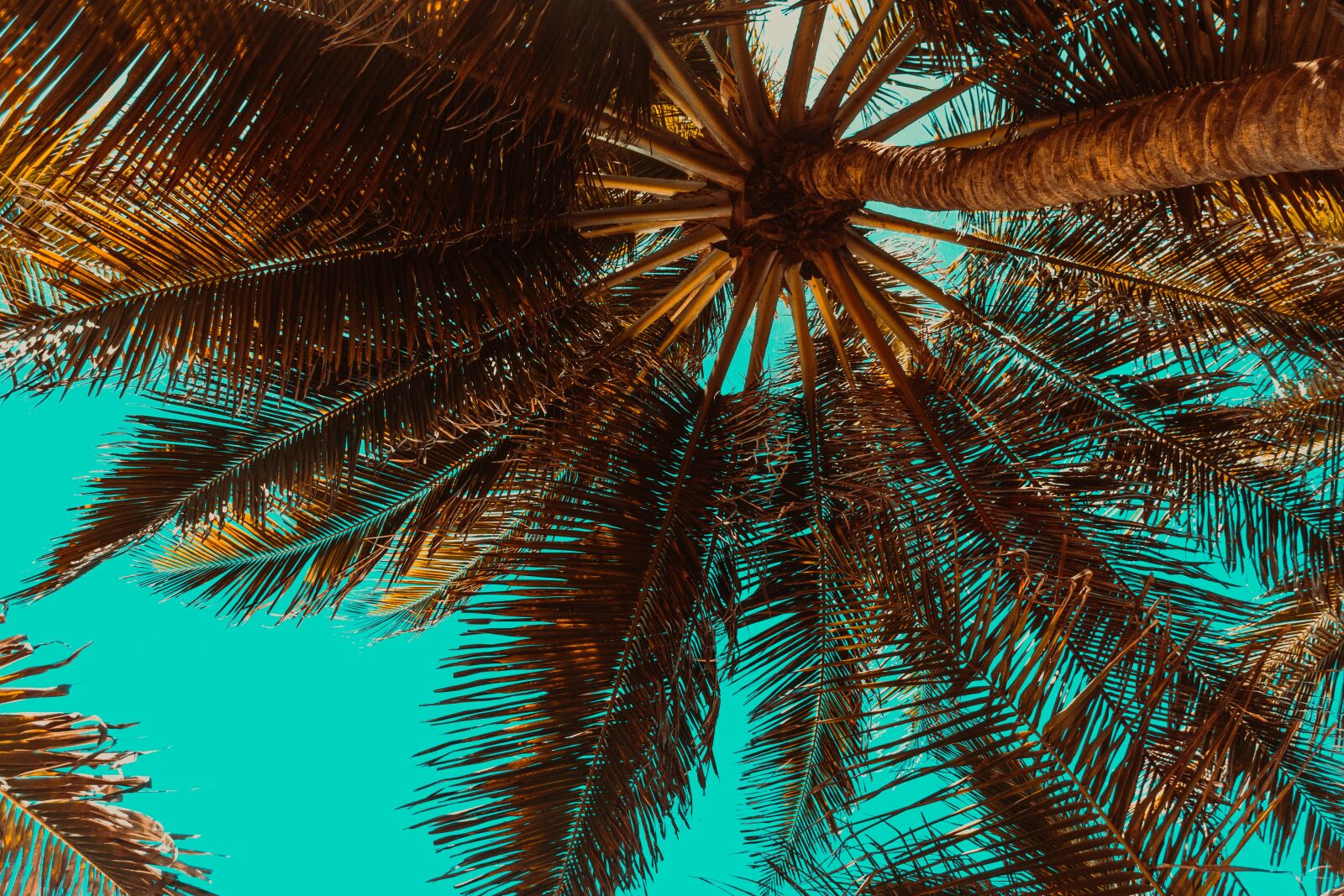 Nikon D7200 sample photo. Trees, landscape, tree photography