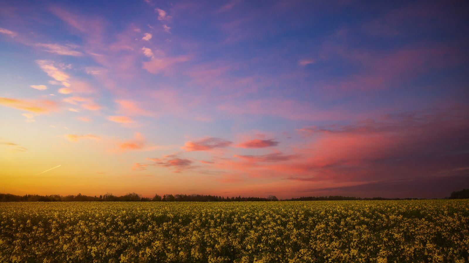 Canon PowerShot G16 sample photo. Field, oilseed rape, yellow photography